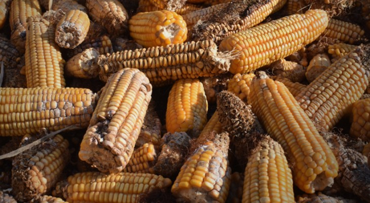 Combating Aflatoxin Contamination In Crops To Ensure Food Security In