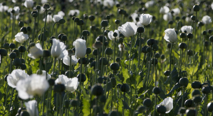 Myanmar Opium Cultivation Surged 33% Amid Violence, UN Finds-INP