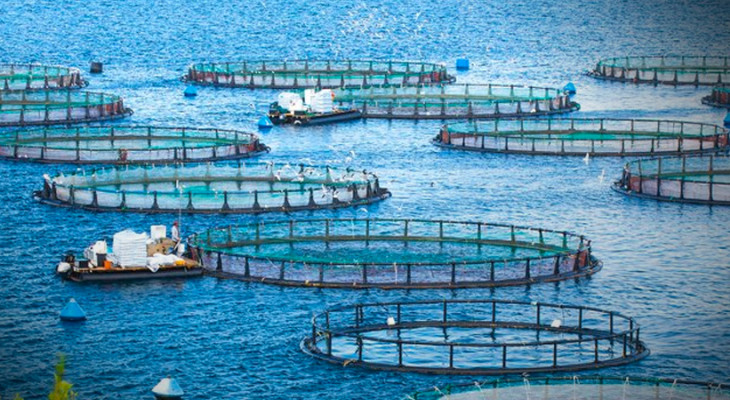 Pakistan has enormous saline aquaculture potential-INP