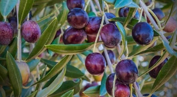 Pakistan’s water crisis sparks interest in drought-tolerant olive trees-INP