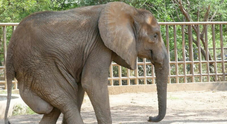 KMC to transfer ailing elephant Noor Jehan from Zoo to Safari Park-INP