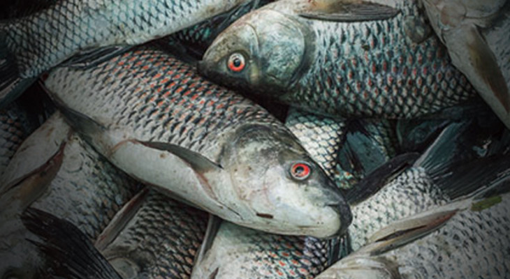 Pakistan Seafood Exports Witness Steady Increase-INP