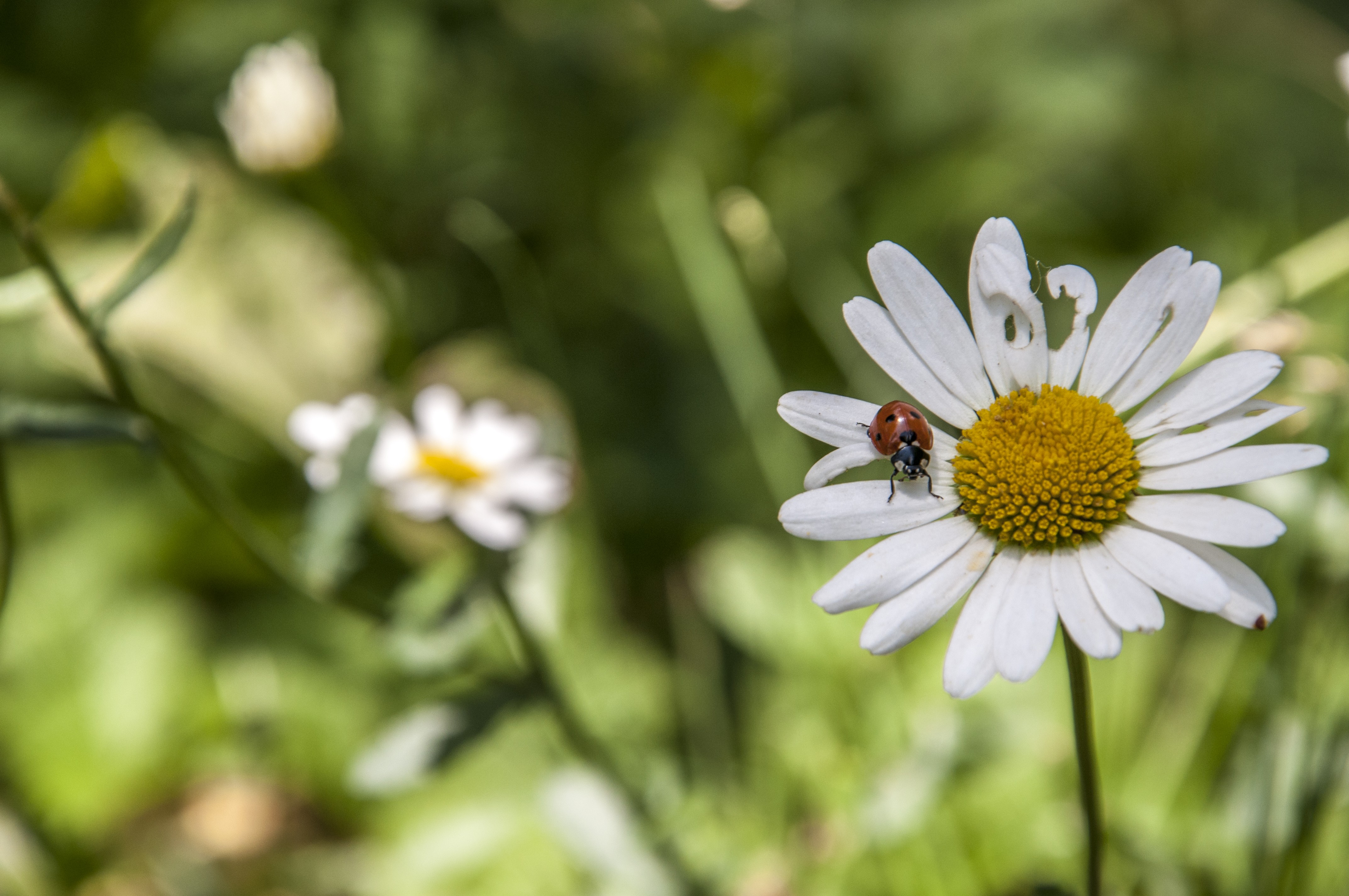 A ladybird on a white daisey flower