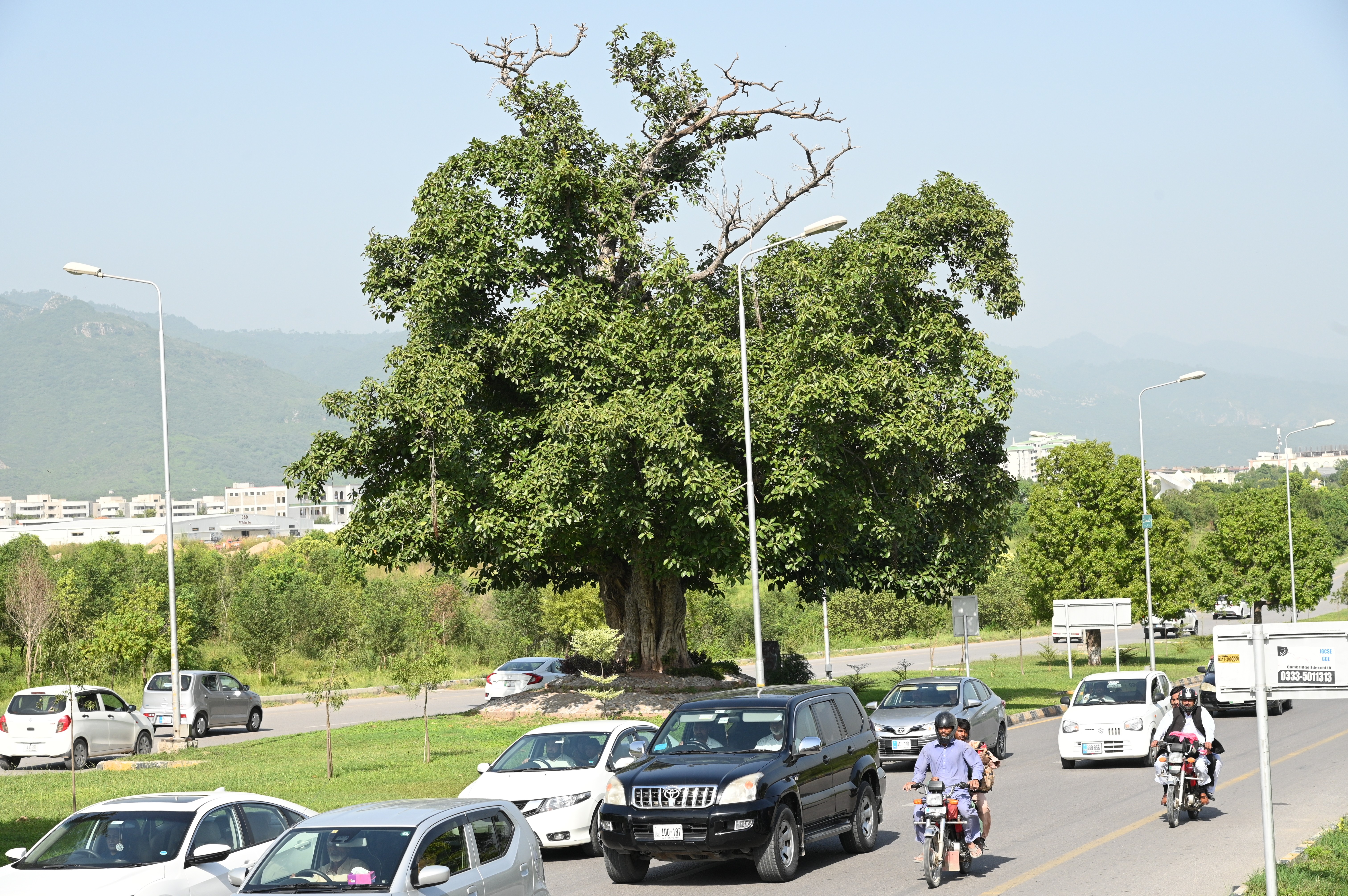 Bargad tree at margalla road Islamabad