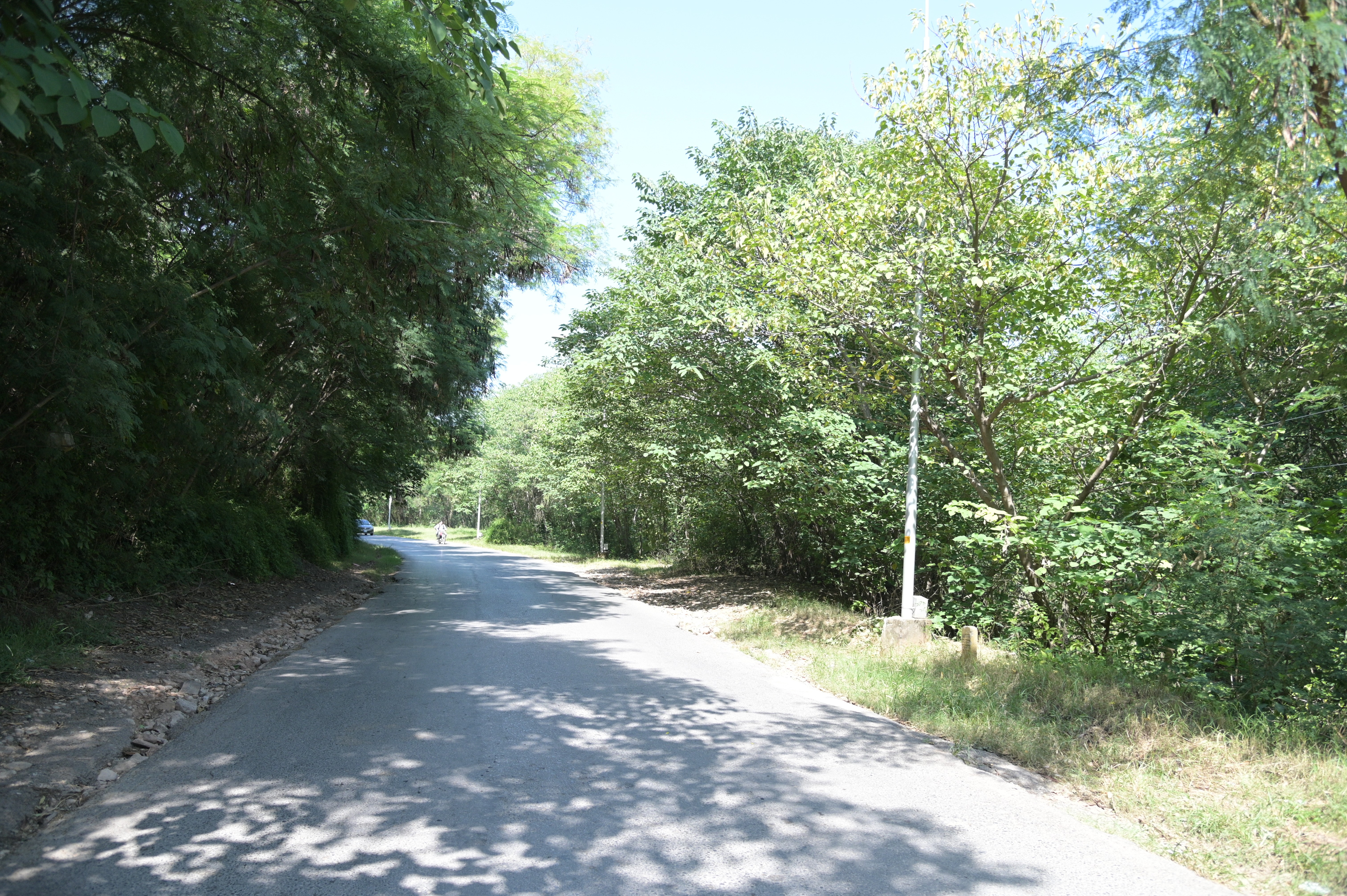 A road leading to Shakar Parian surrounded by fresh green trees