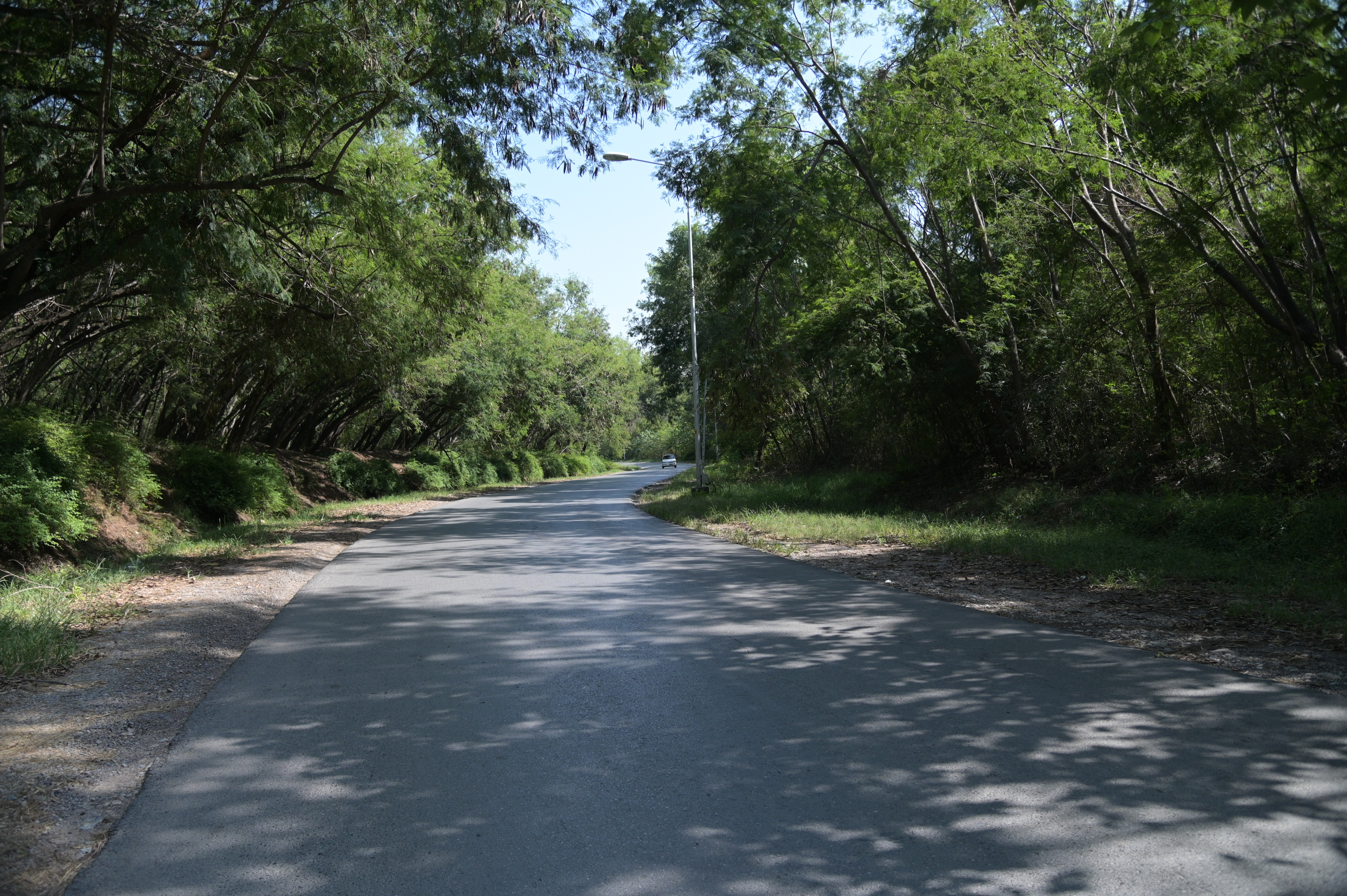 A road leading to Shakar Parian surrounded by fresh green trees