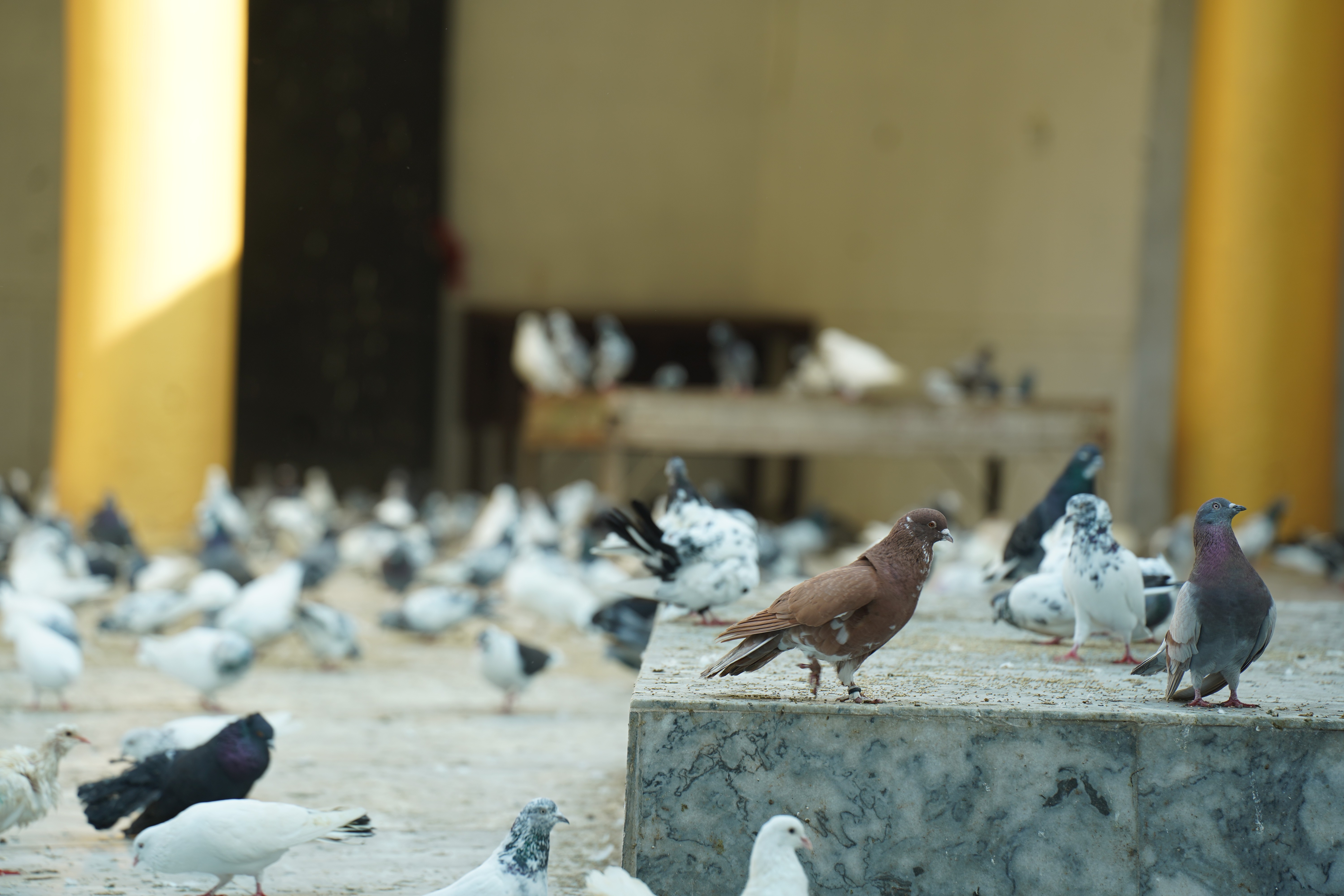 Pigeons picking grains in Jamia mosque in Rawalpindi