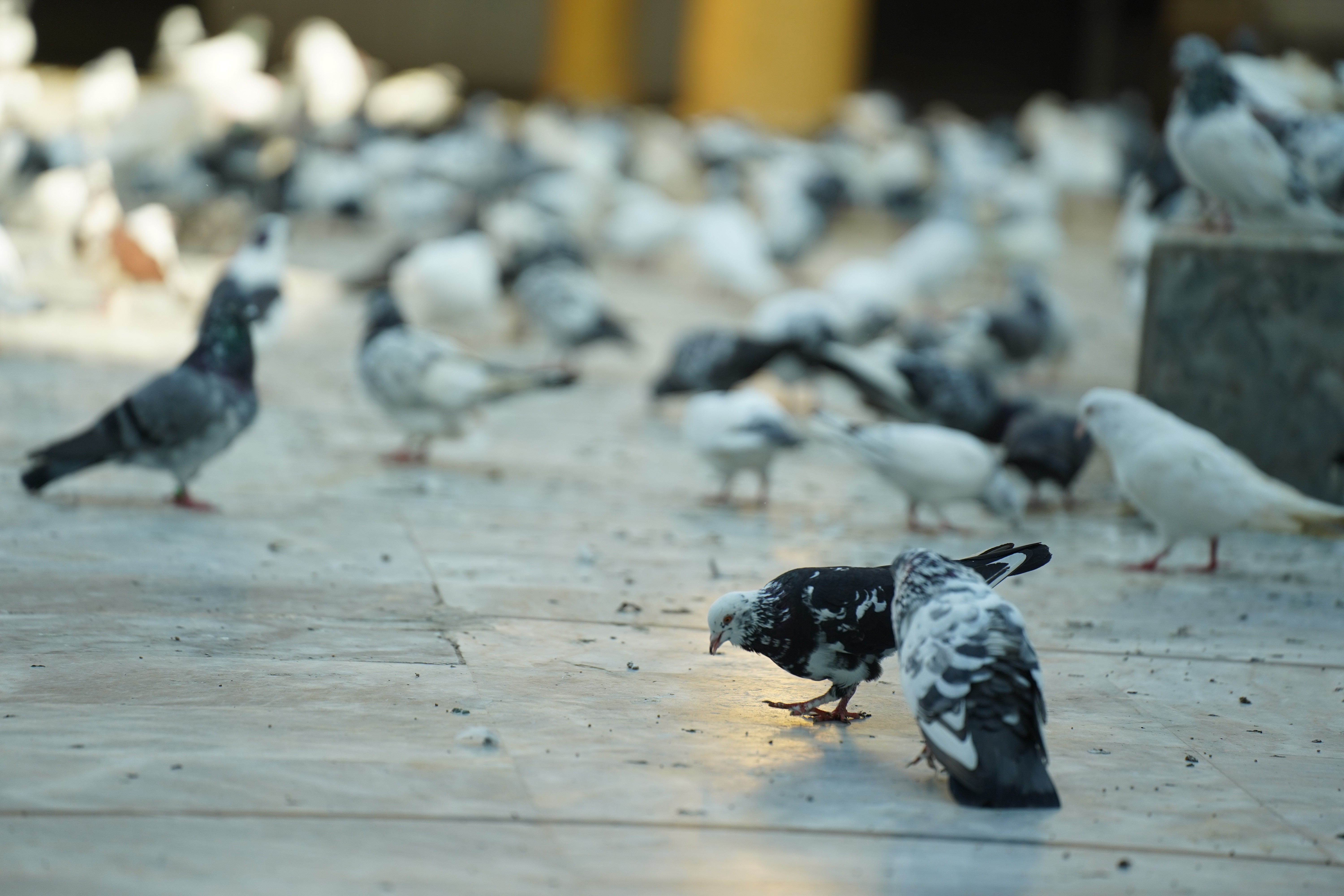Pigeons picking grains in Jamia mosque in Rawalpindi
