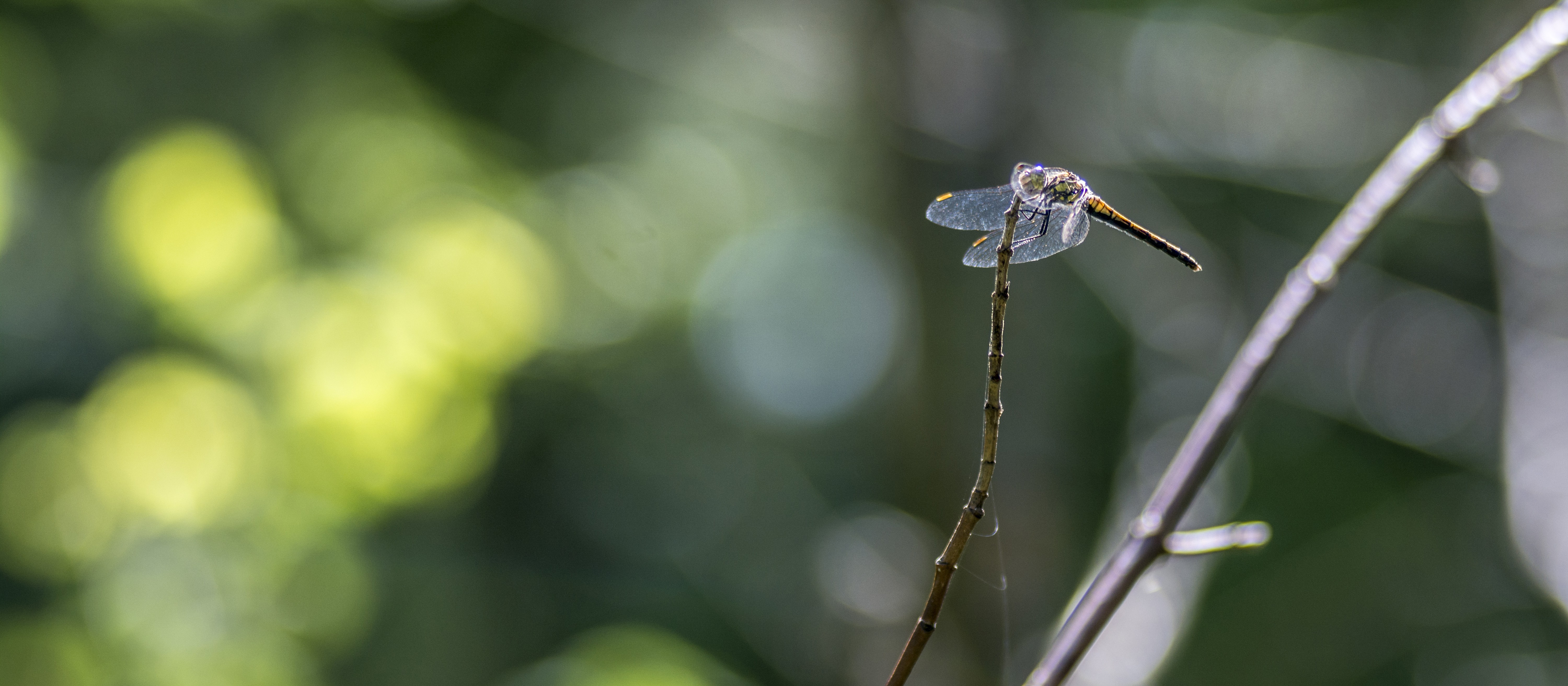 A Dragonfly