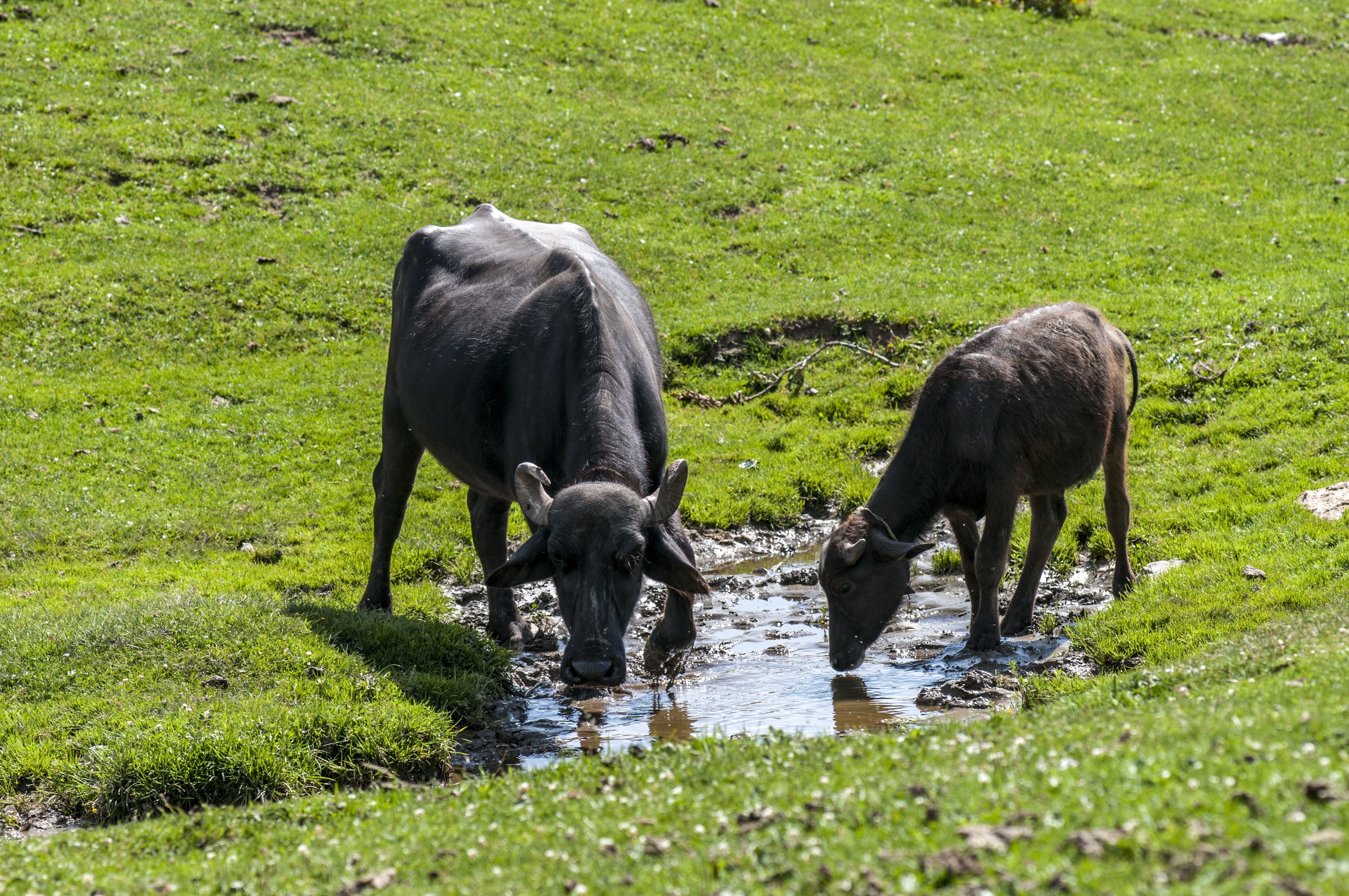 The buffaloes drinking water