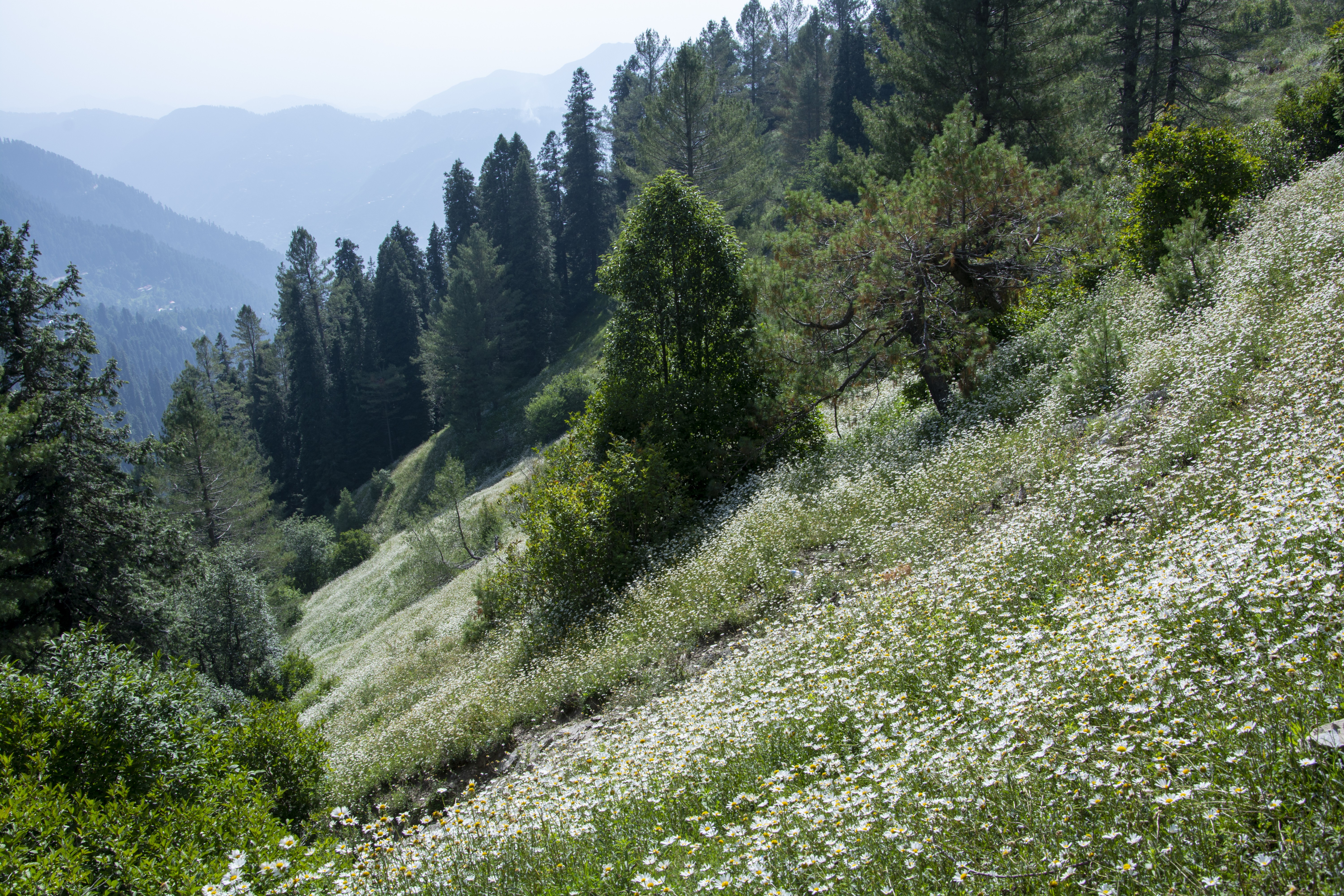 The scenic beauty of Ayubia with the ground covered with white flowers