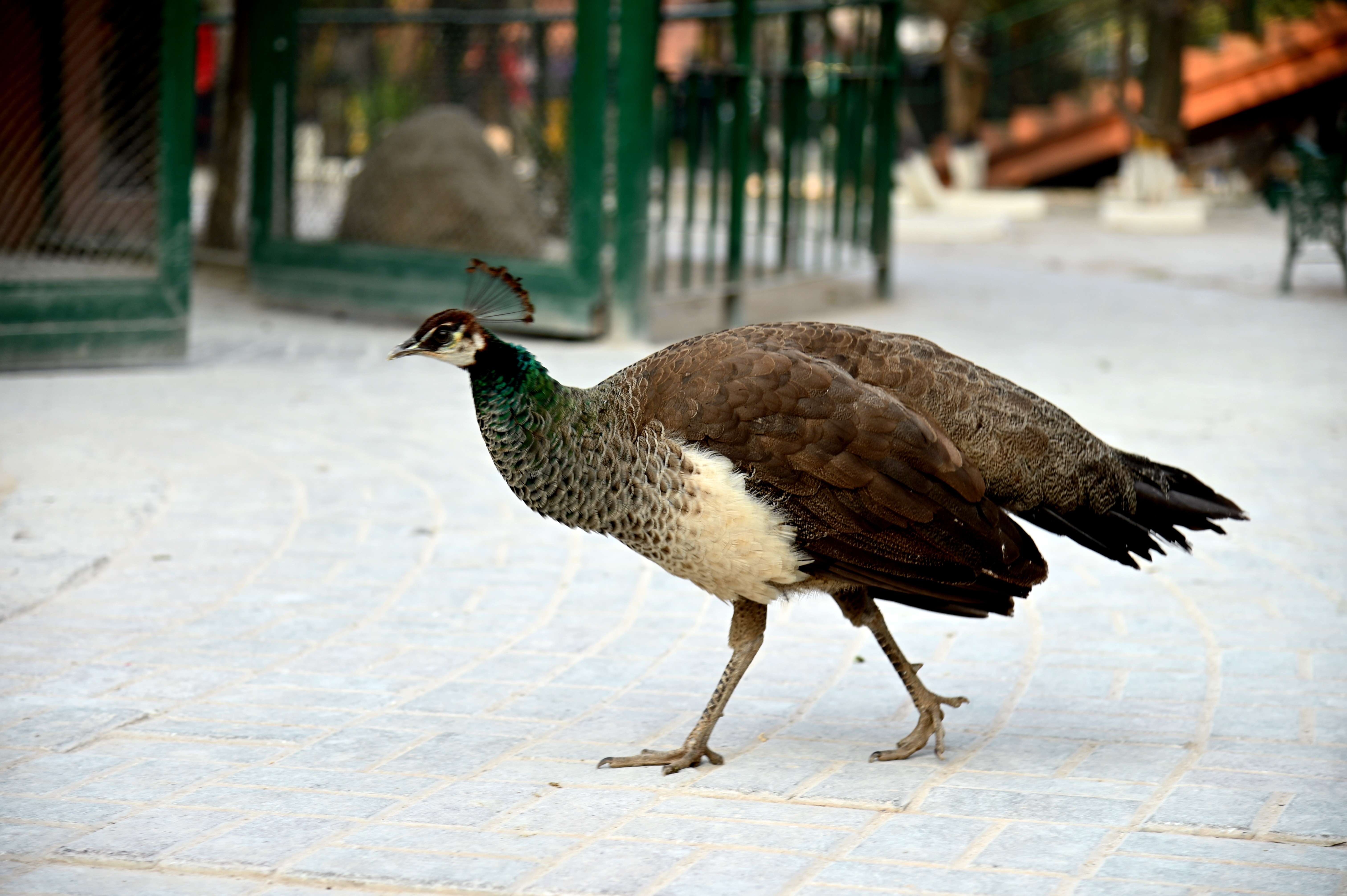 A peacock in Birds Aviary