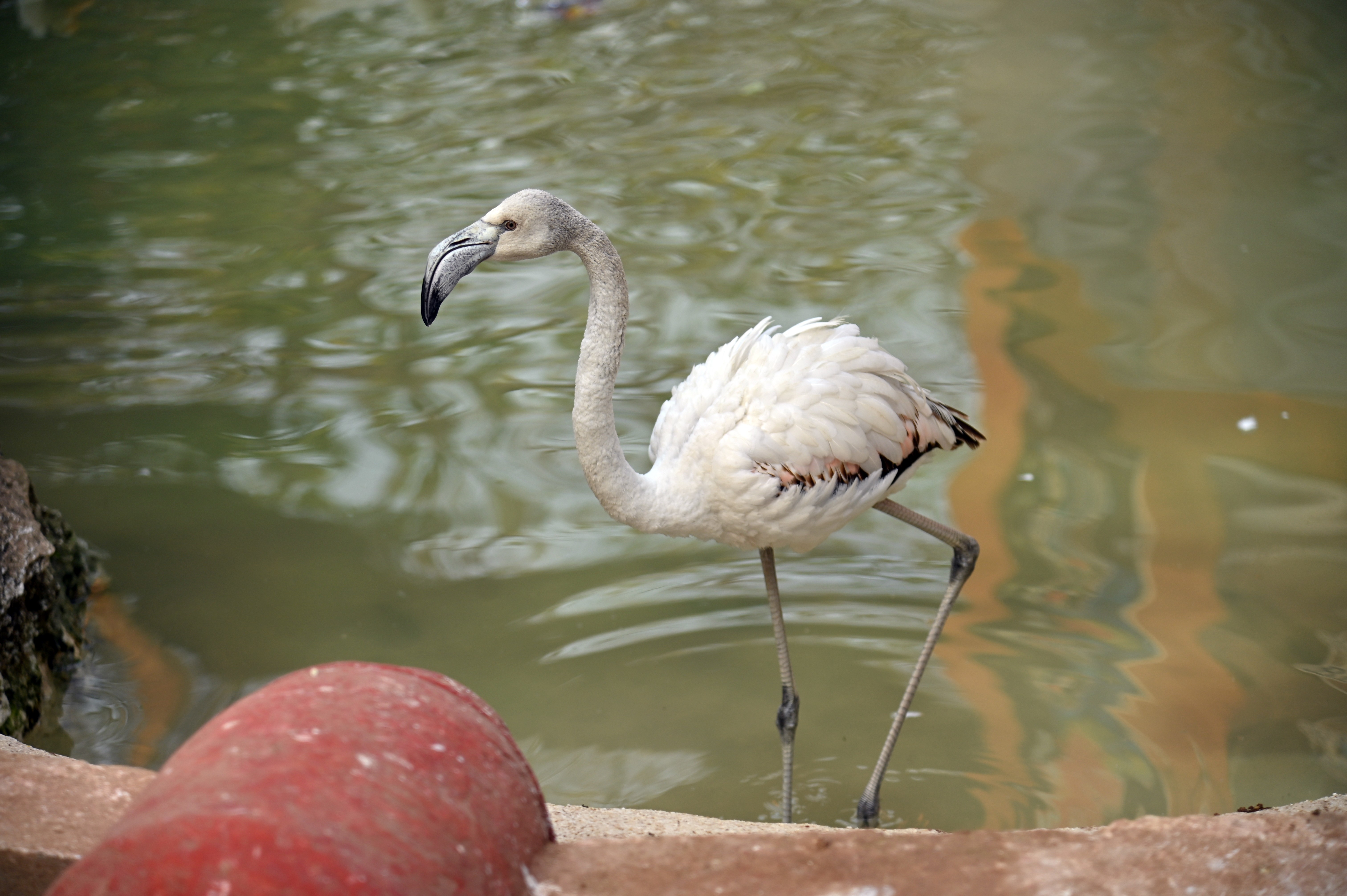A Greater Flamingo