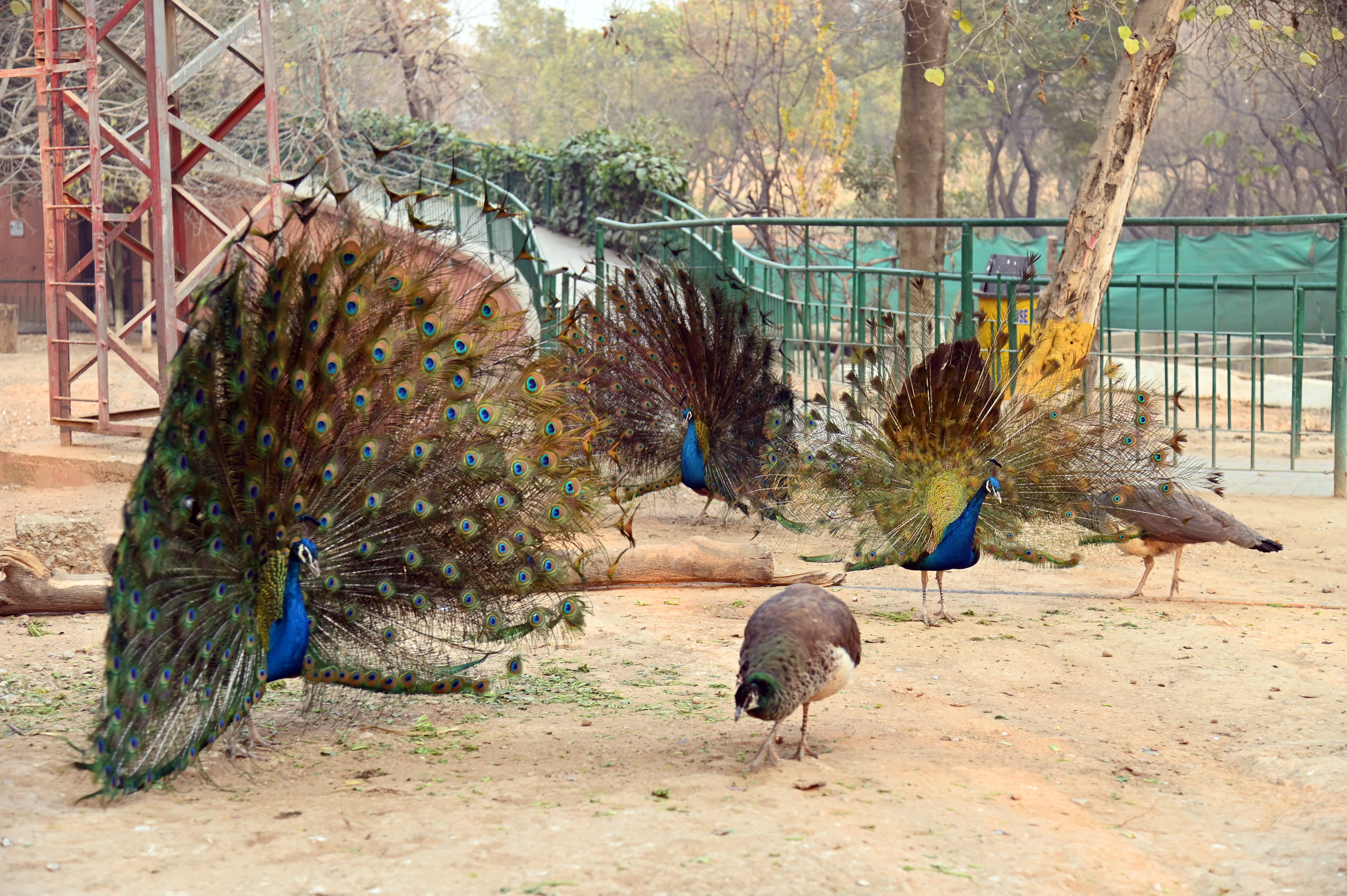 The peafowl with beautiful and colorful open feathers