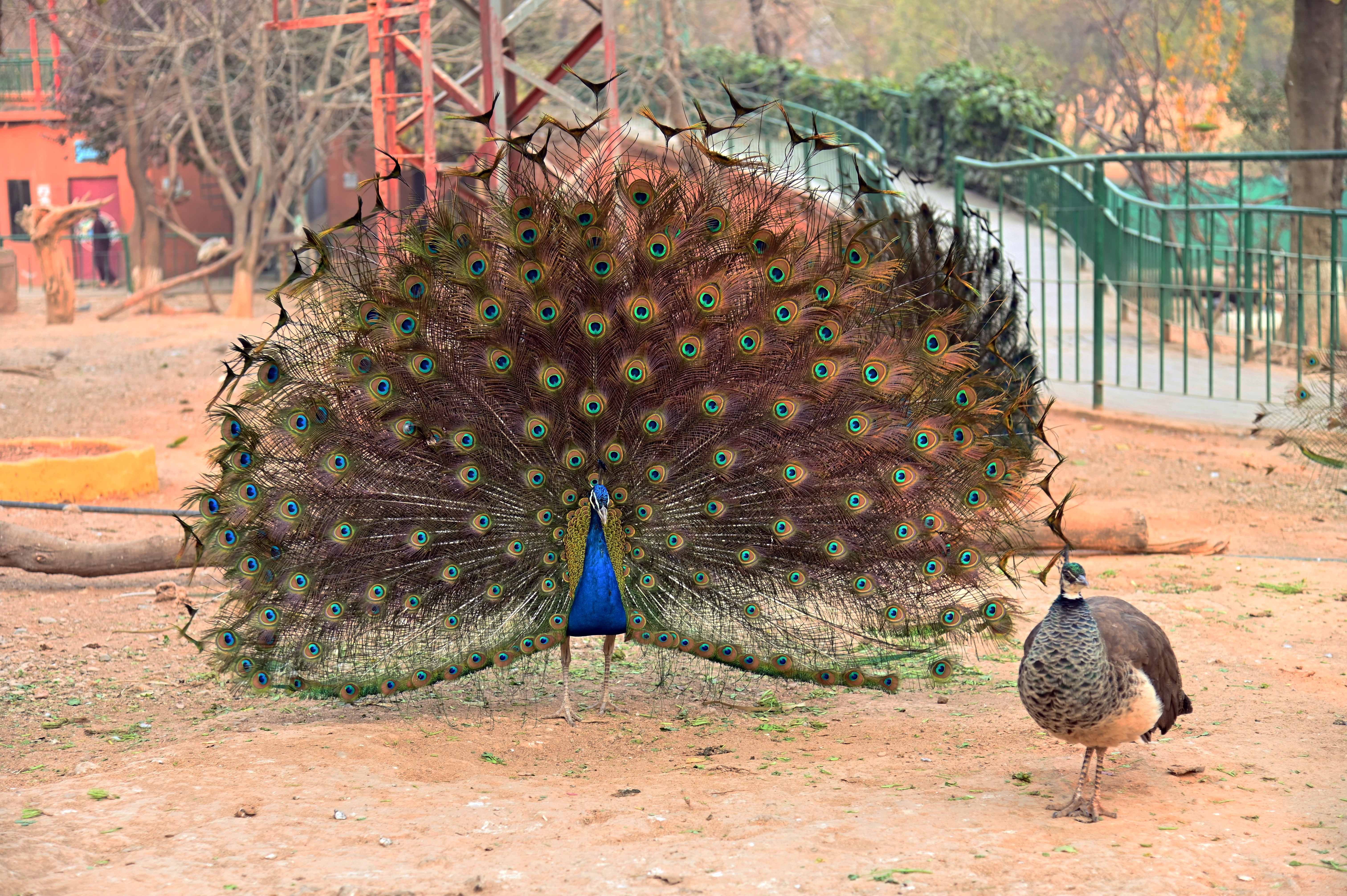 A peacock with open feathers in Birds Aviary