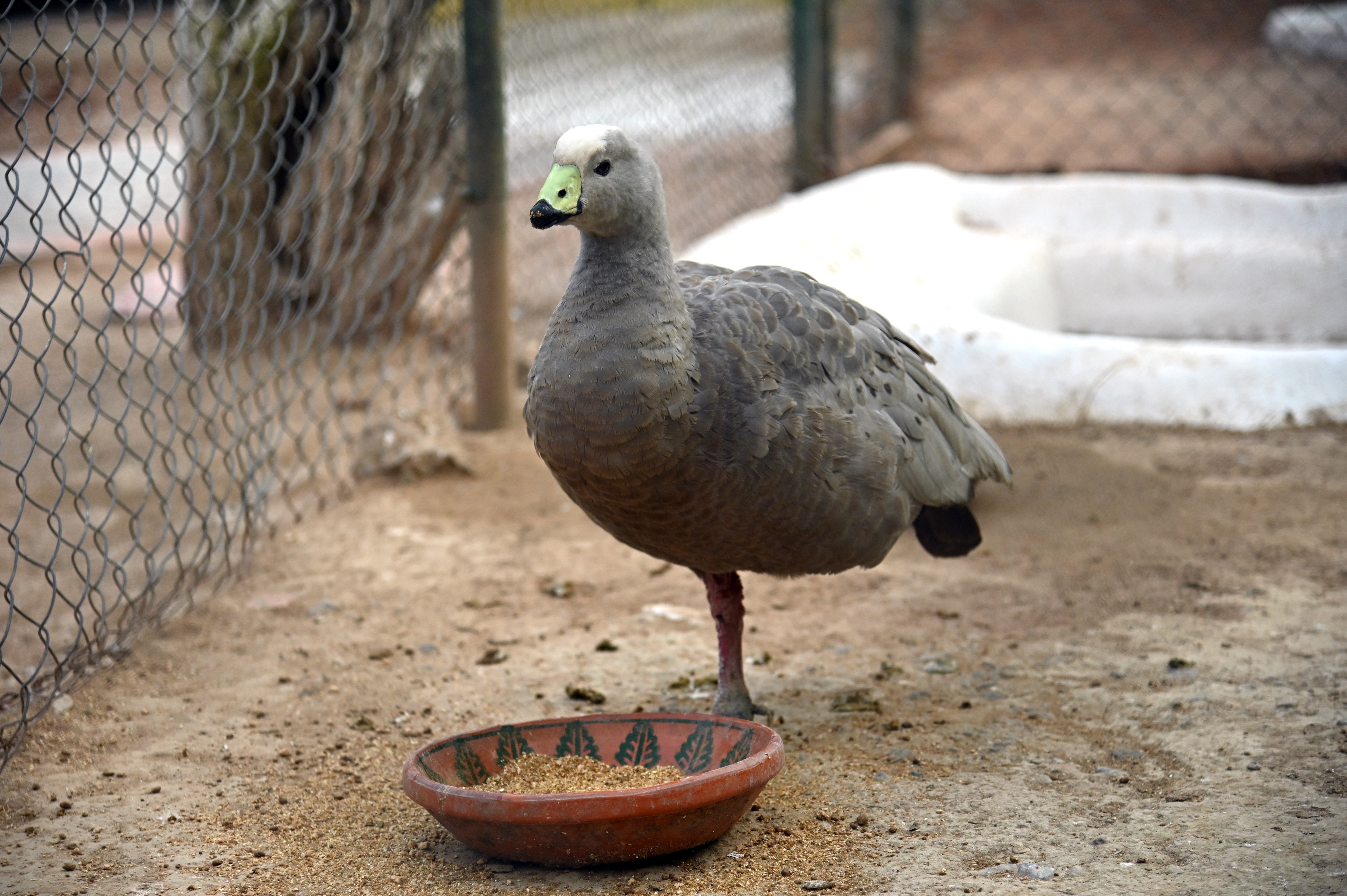 The Cape Barren Goose, sometimes also known as the pig goose in Birds Aviary