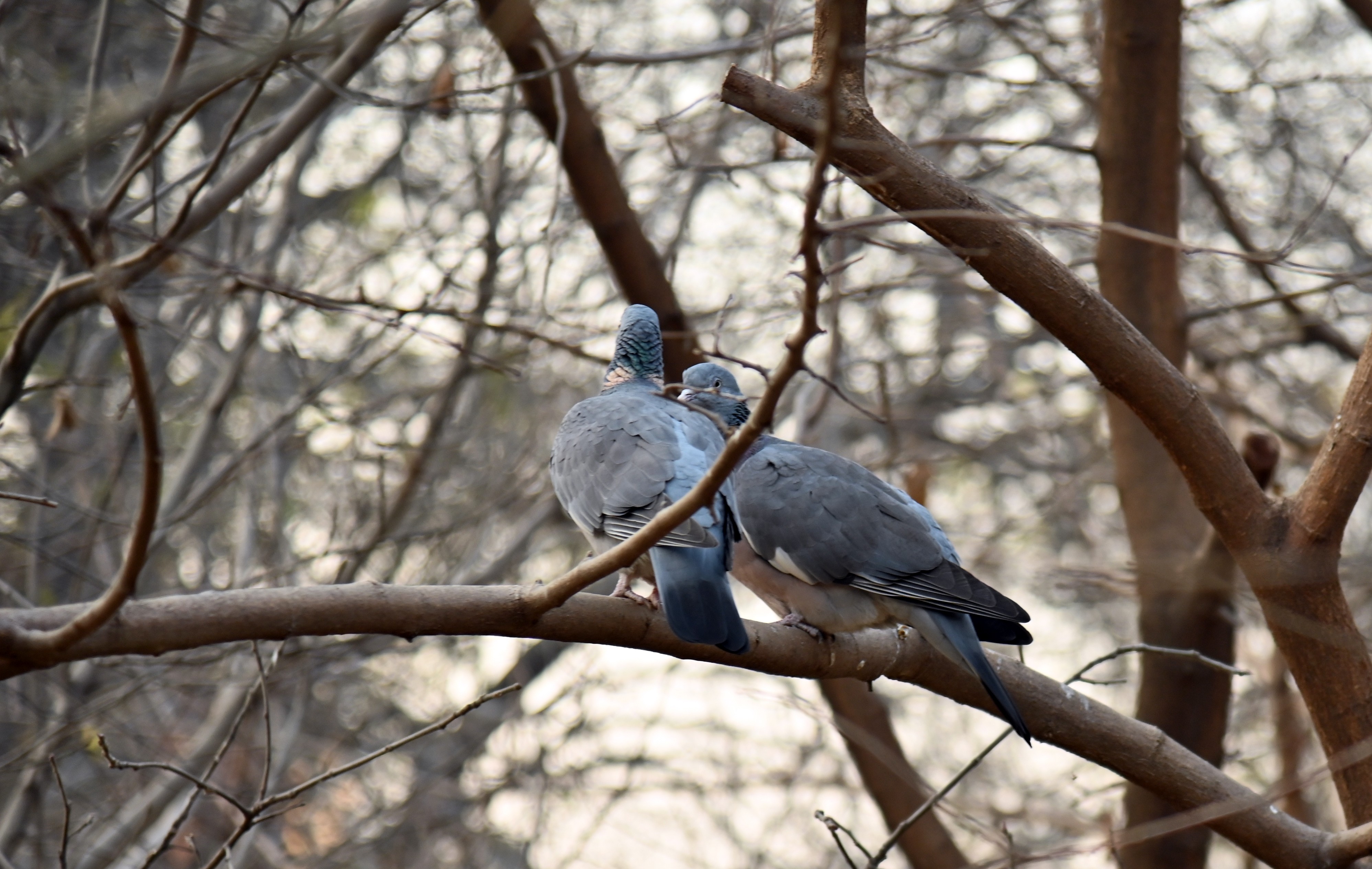 A pair of pigeon sitting on a tree