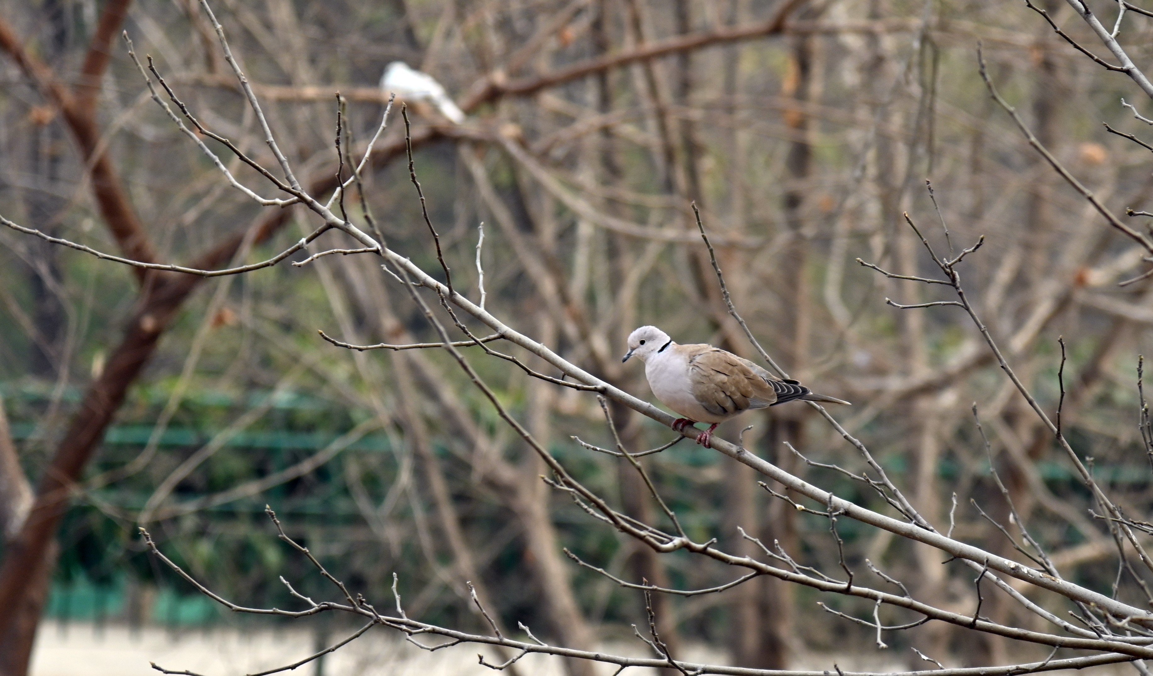 A Barbary Dove sitting on the branch of tree
