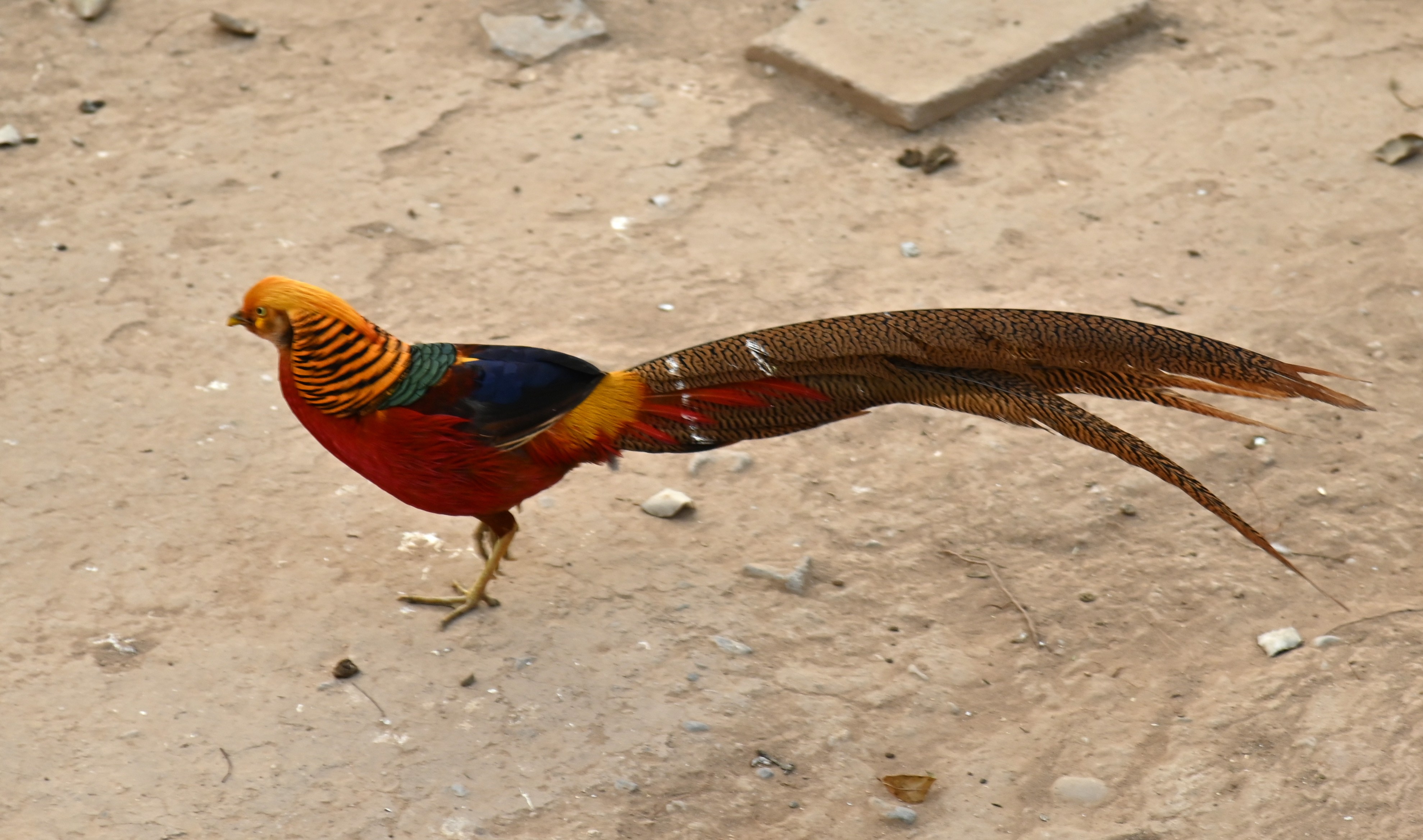 A Golden Pheasant in Birds Aviary
