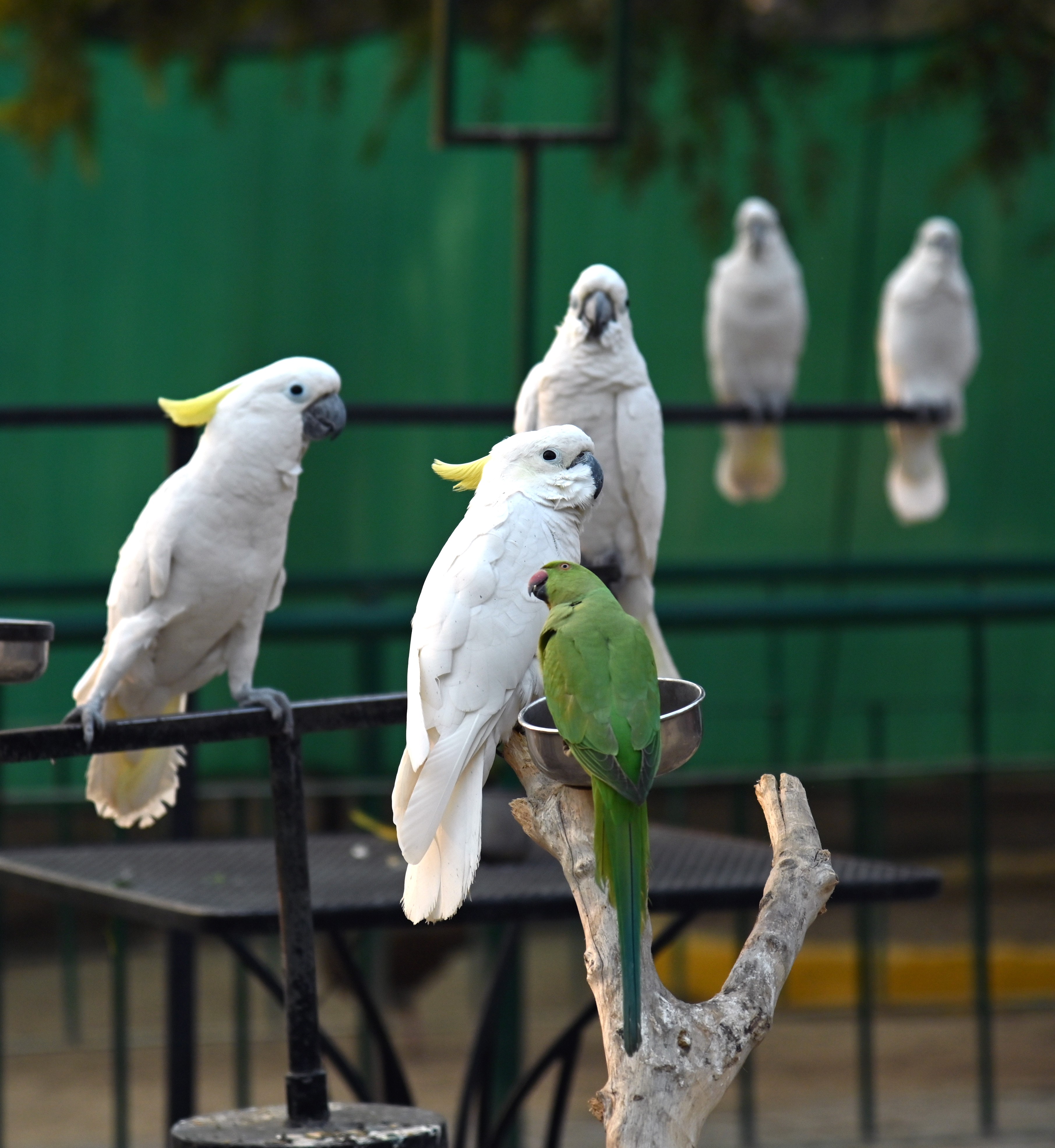 The White cockatoo also known as umbrella cockatoo