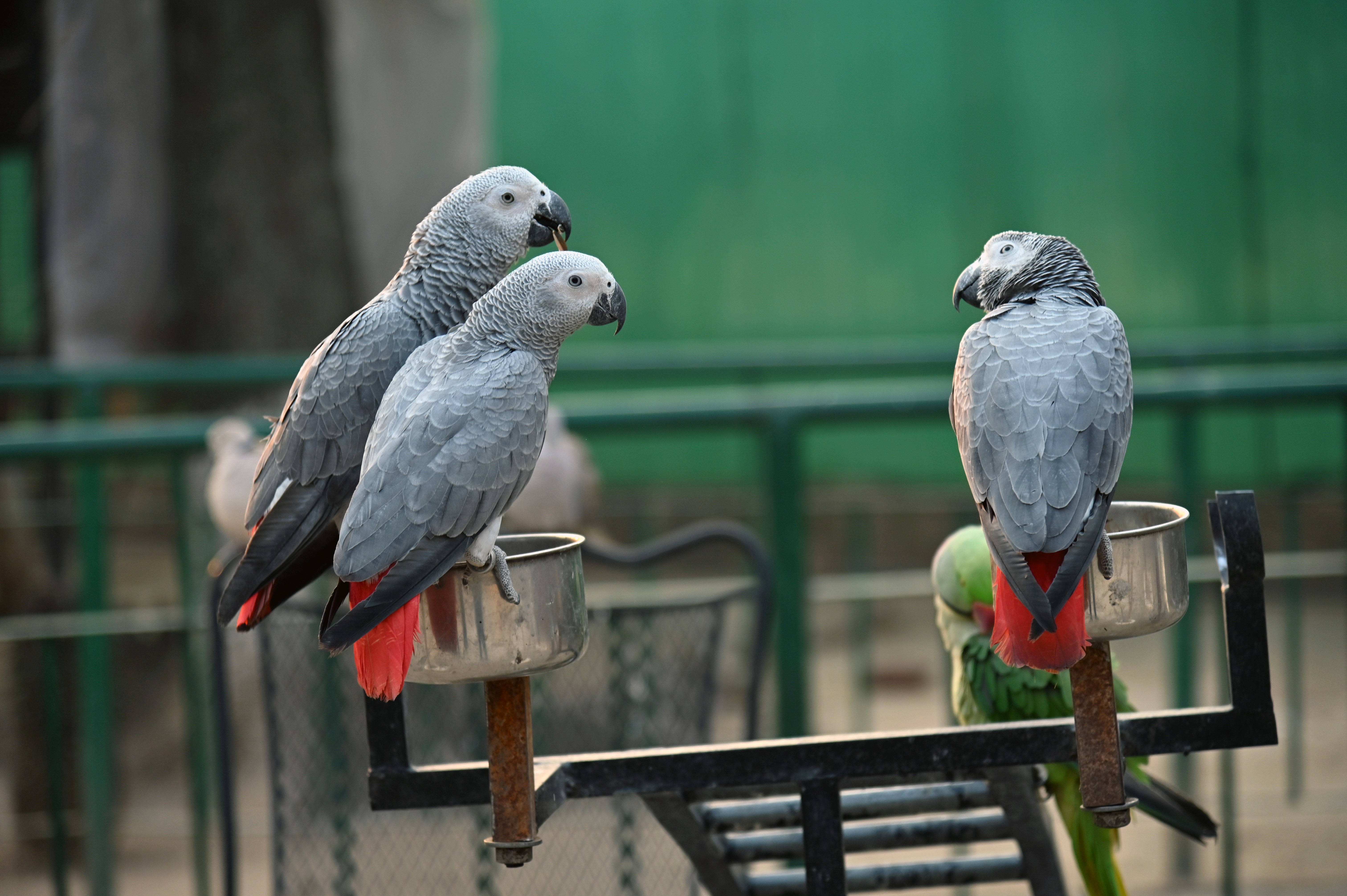 The African Grey Parrots