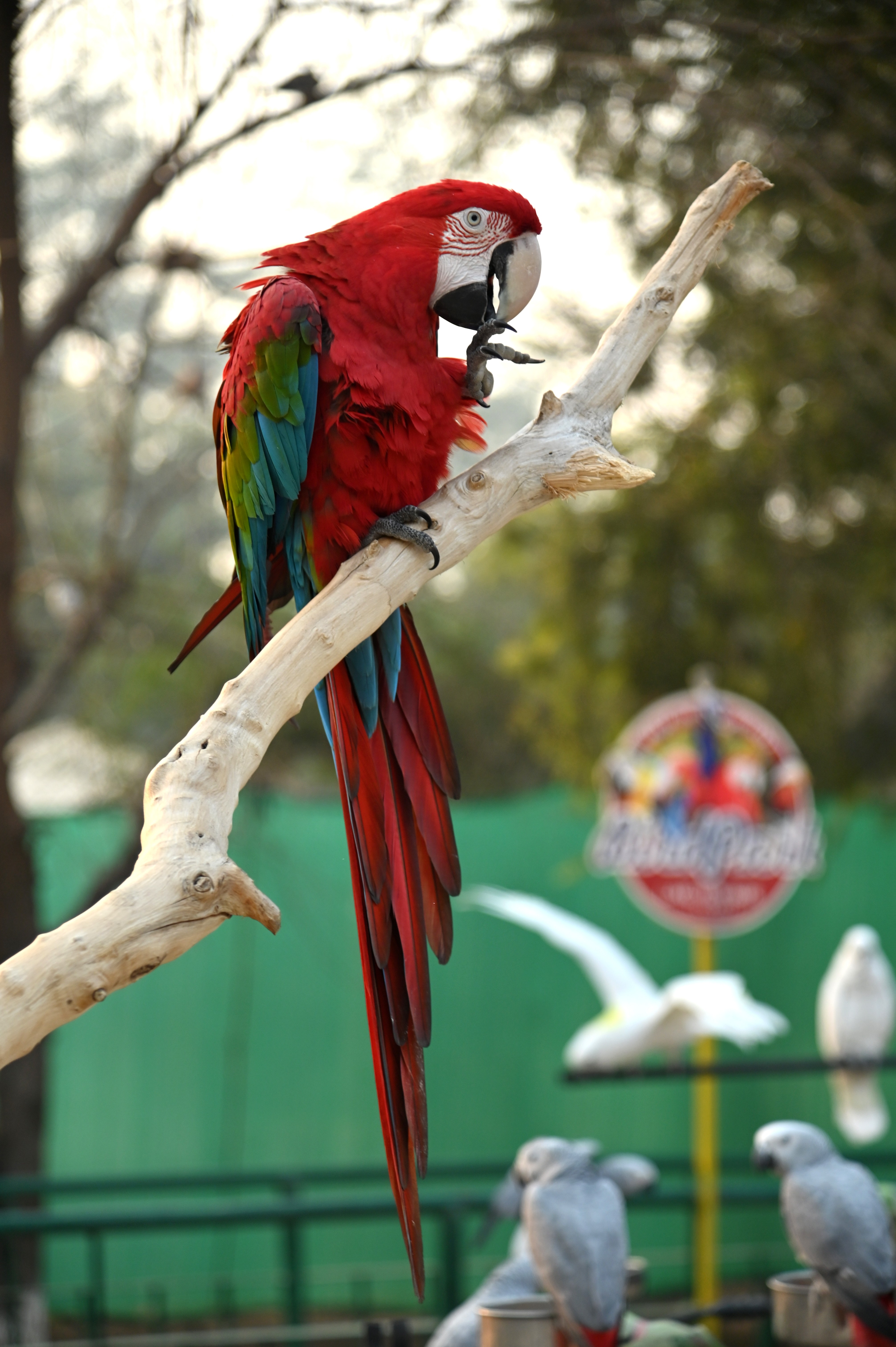 The Macaw Parrot
