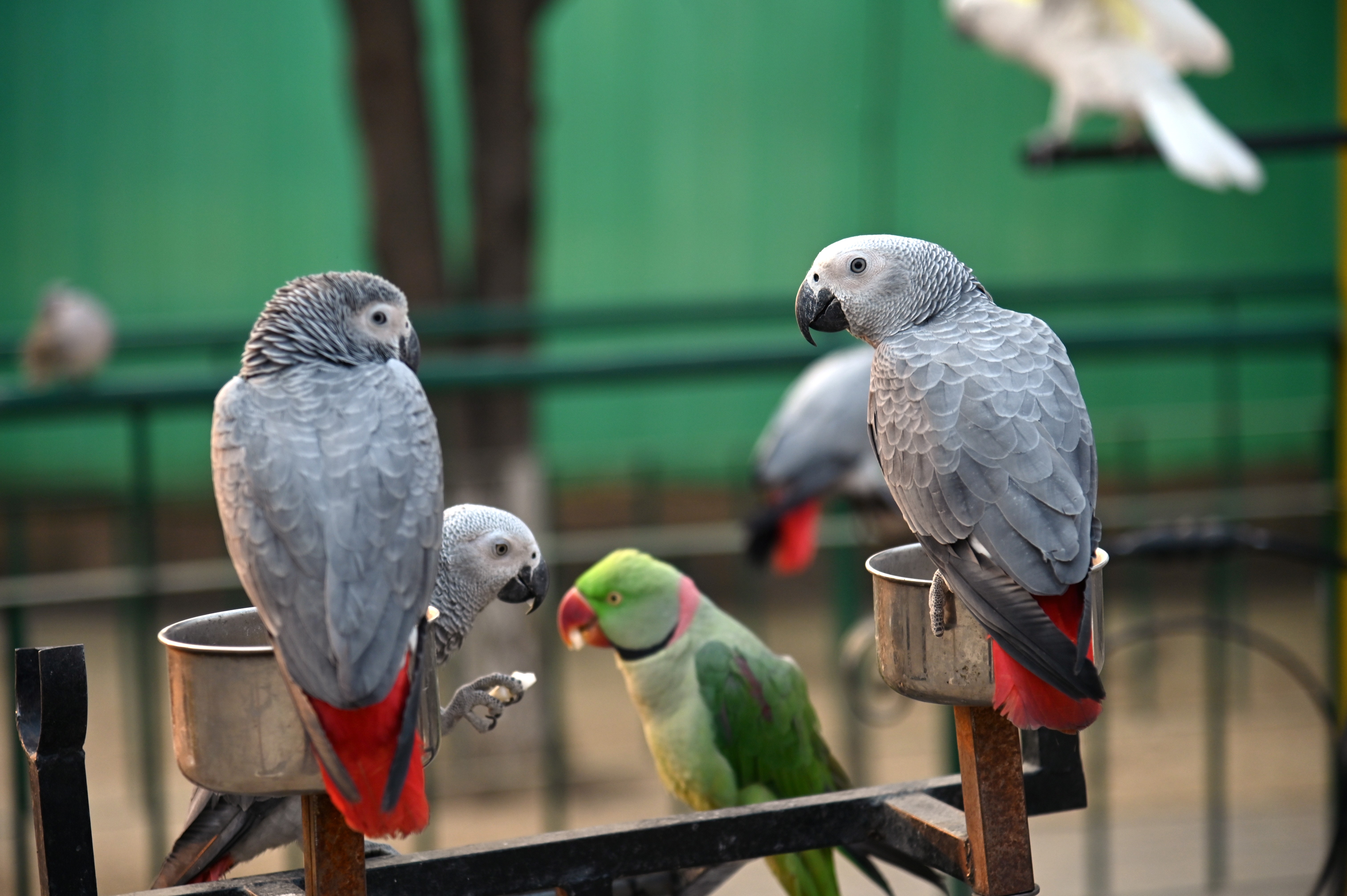 A pair of African Grey Parrots