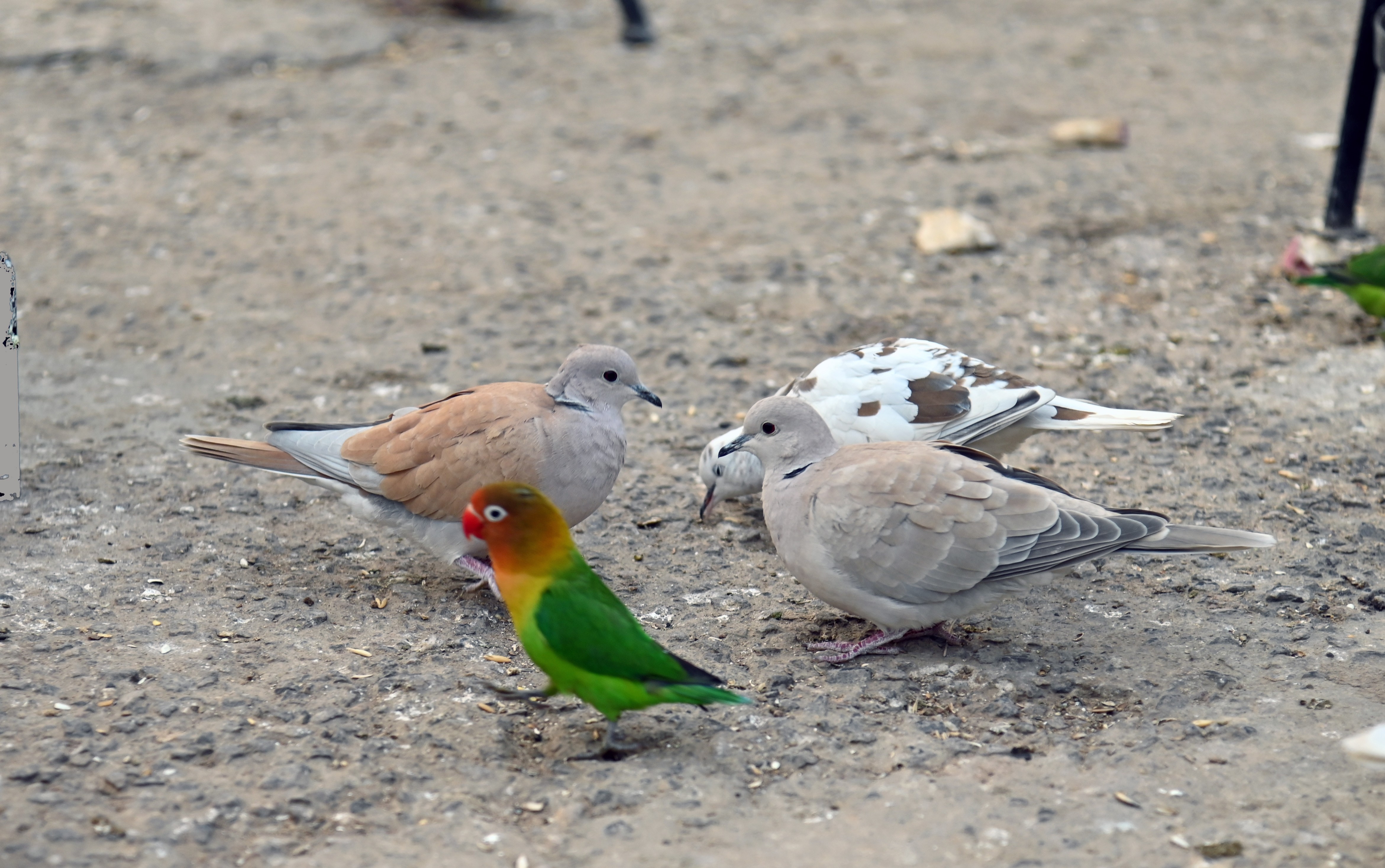 The pigeons and parrot eating grains