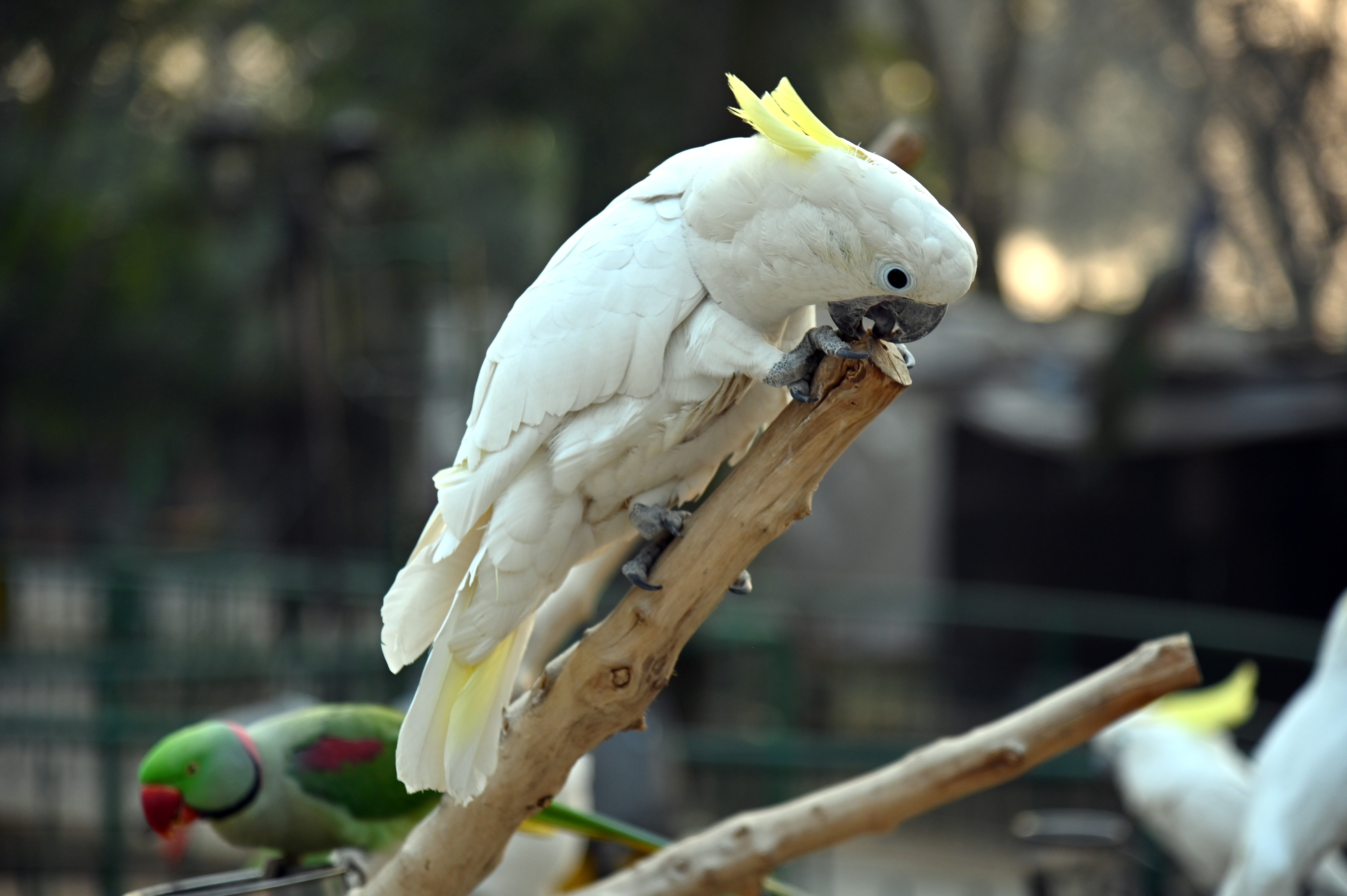The White cockatoo
