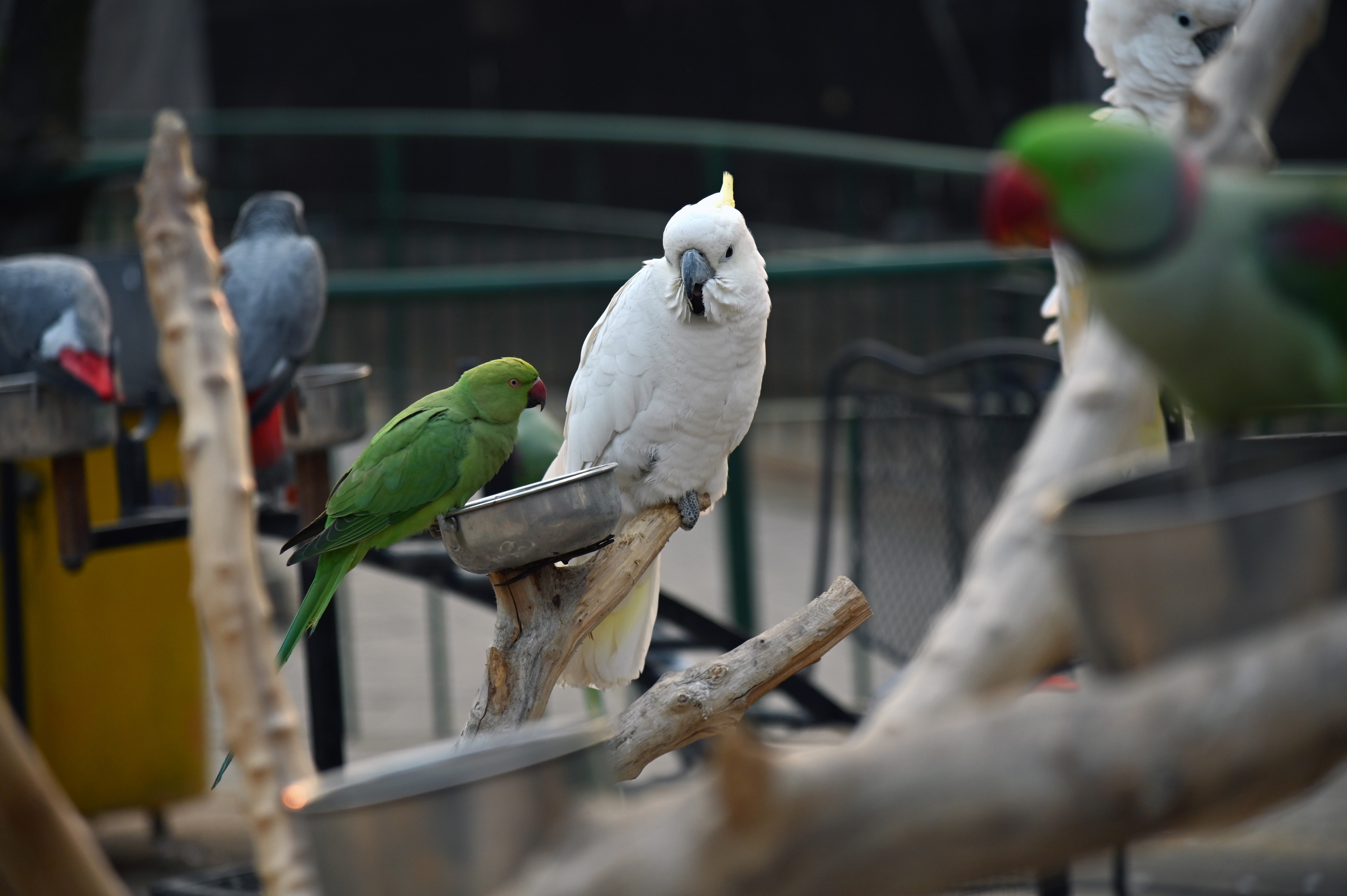 The White Cockatoo and parrot eating grains