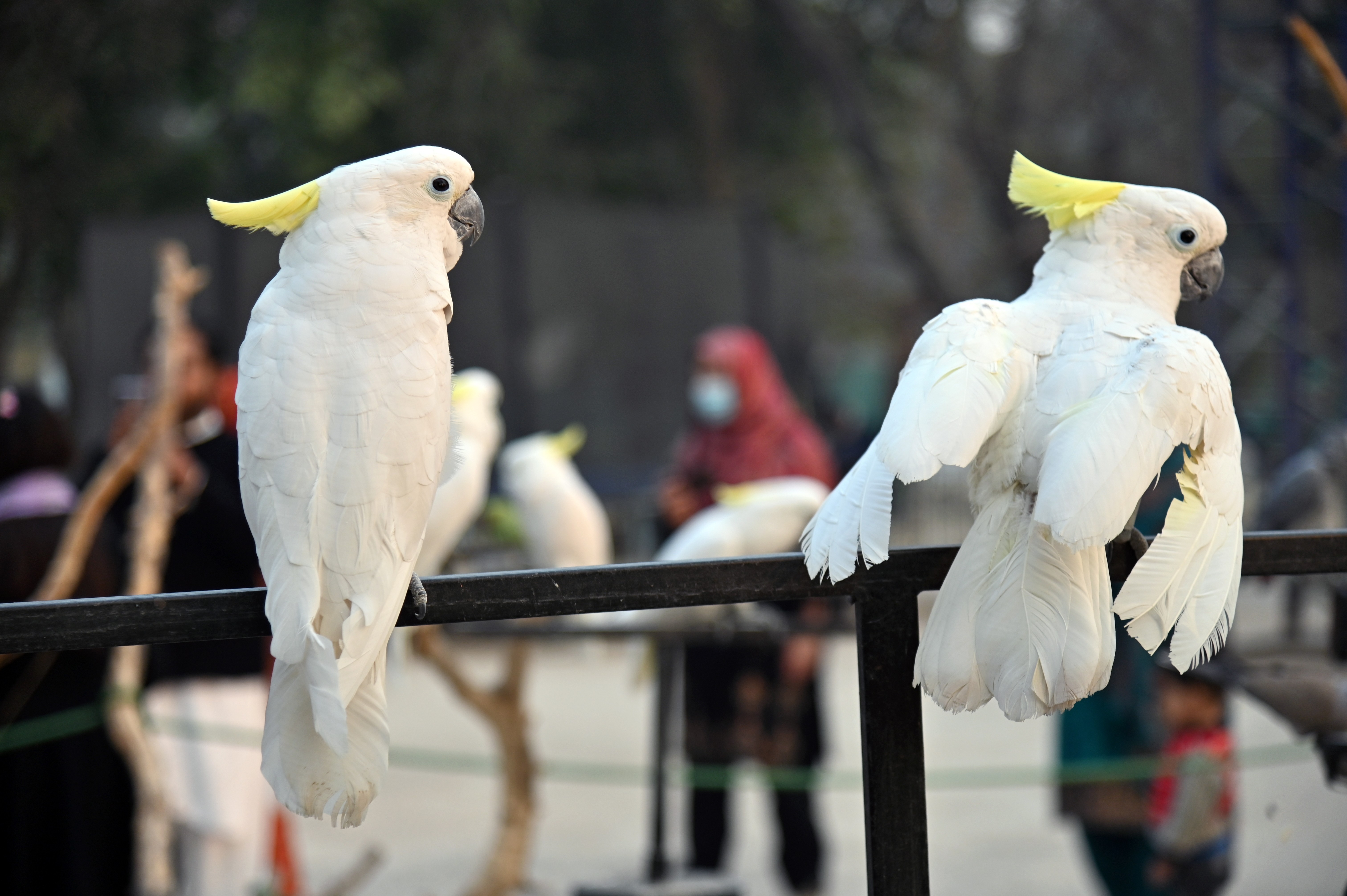 A pair of White cockatoo