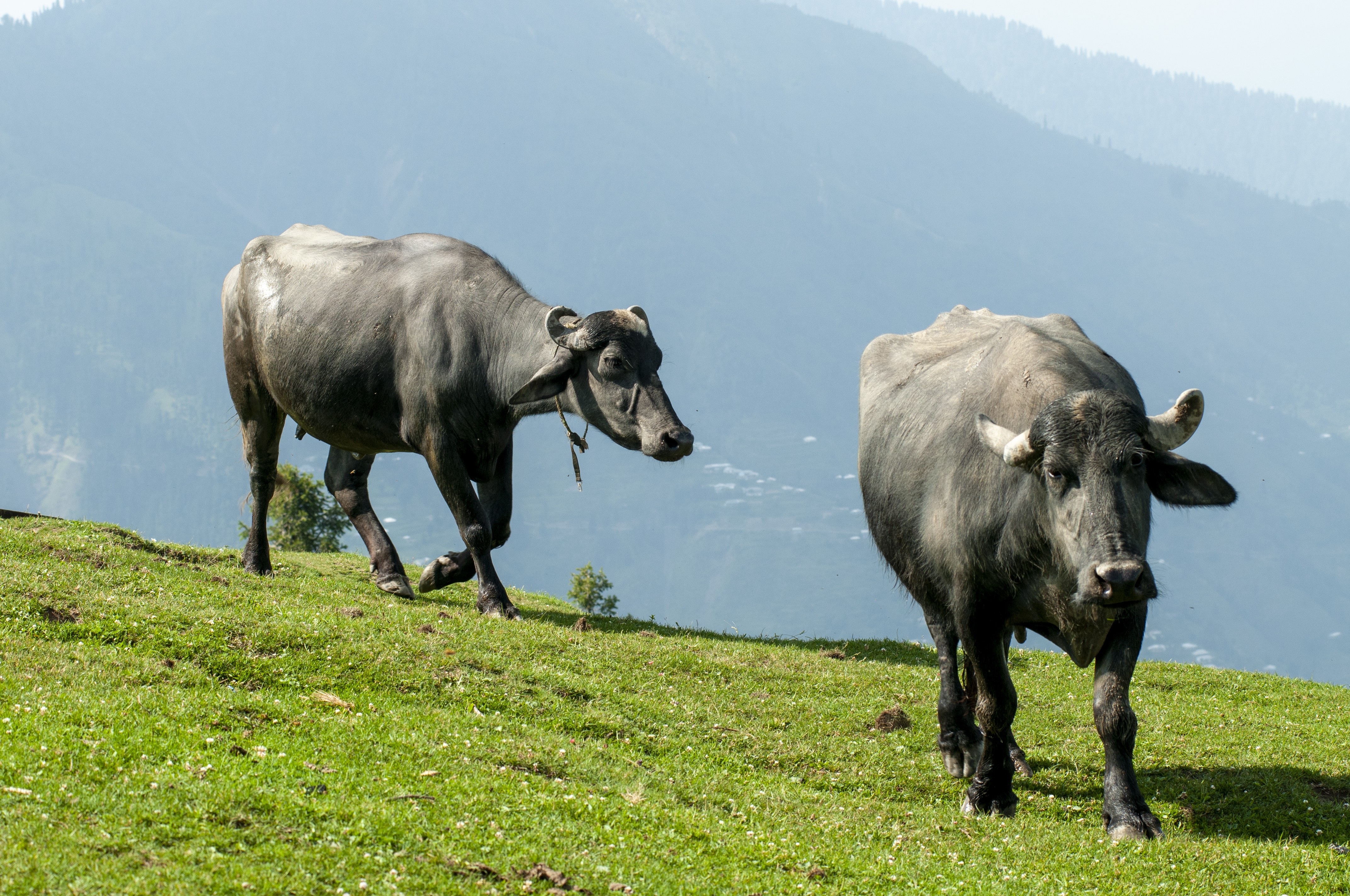 Buffaloes grazing in the field