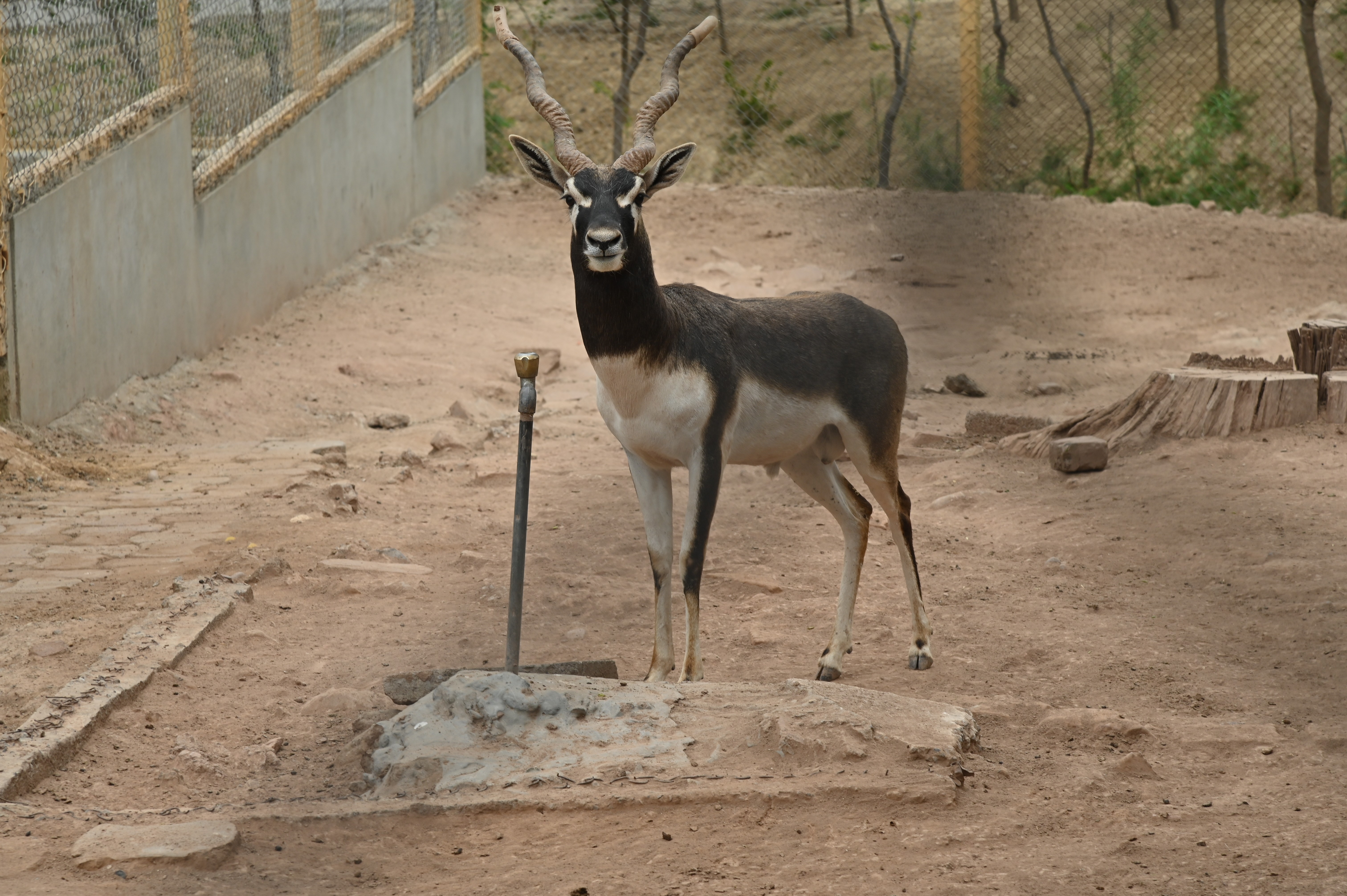 A blackbuck, also known as the Indian antelope