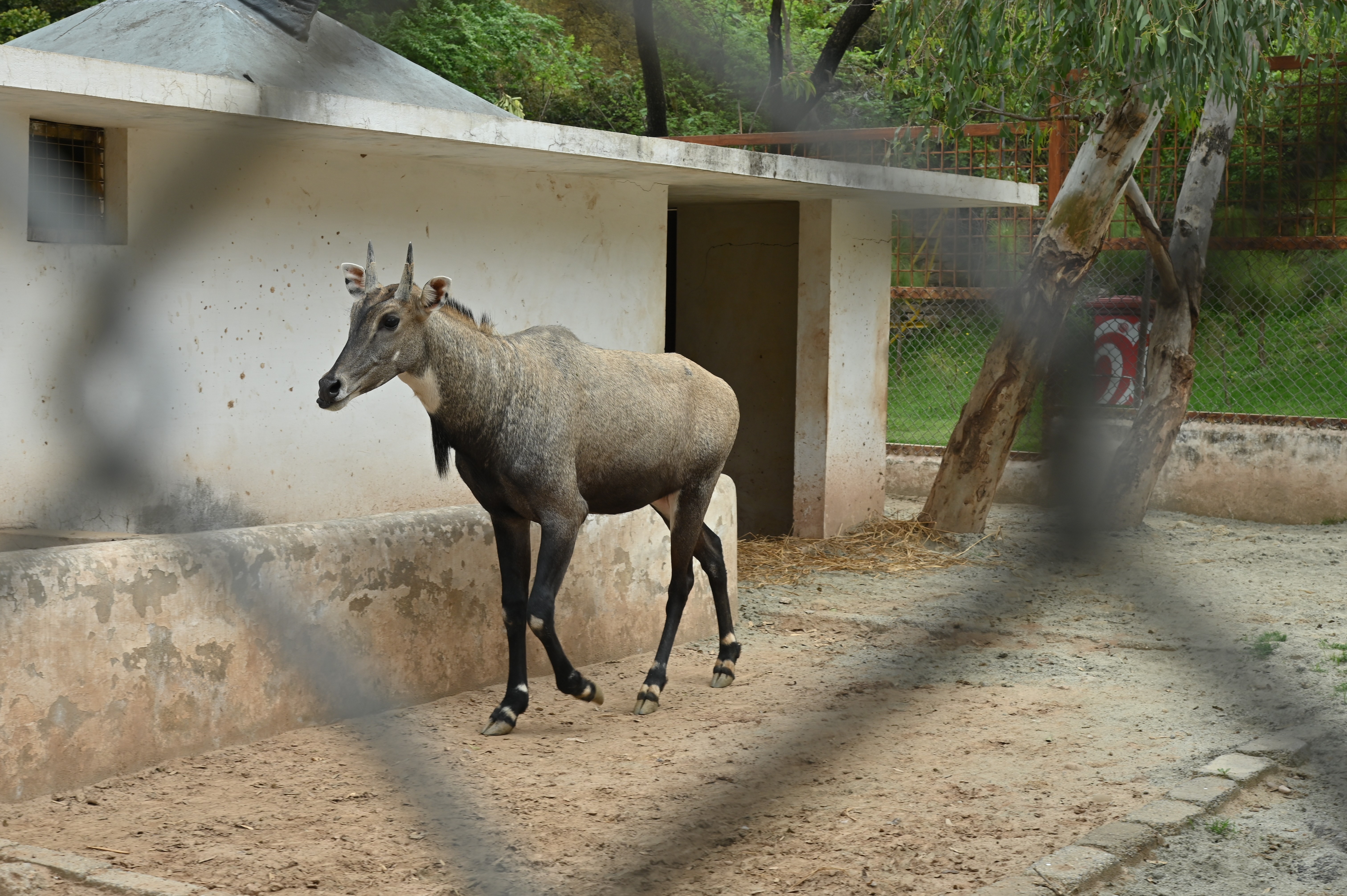 A Blue Bull, also known as the “nilgai” 