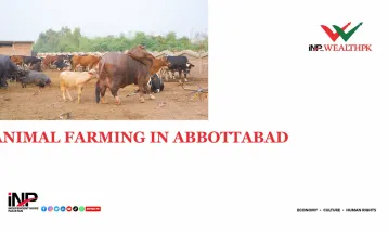 Exploring Abbottabad's thriving animal husbandry: where livestock farming is integral to the community's way of life.