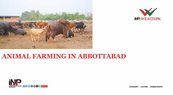 Exploring Abbottabad's thriving animal husbandry: where livestock farming is integral to the community's way of life.