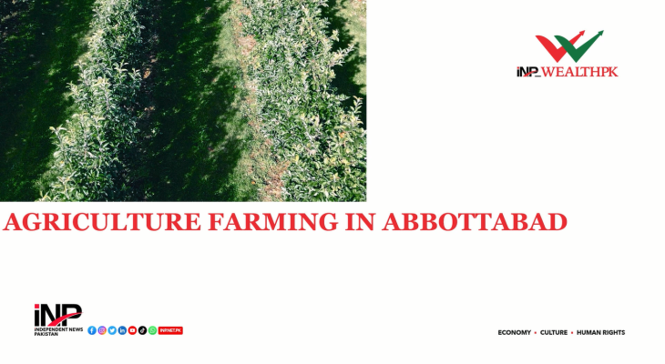 Exploring Abbottabad's Vibrant Agriculture: A Glimpse into the Heart of Rural Pakistan