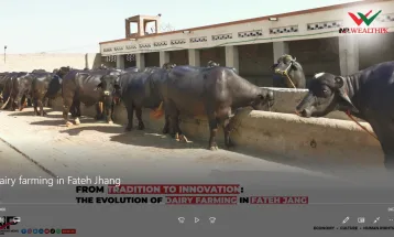 From Tradition to Innovation: The Evolution of Dairy Farming in Fateh Jang