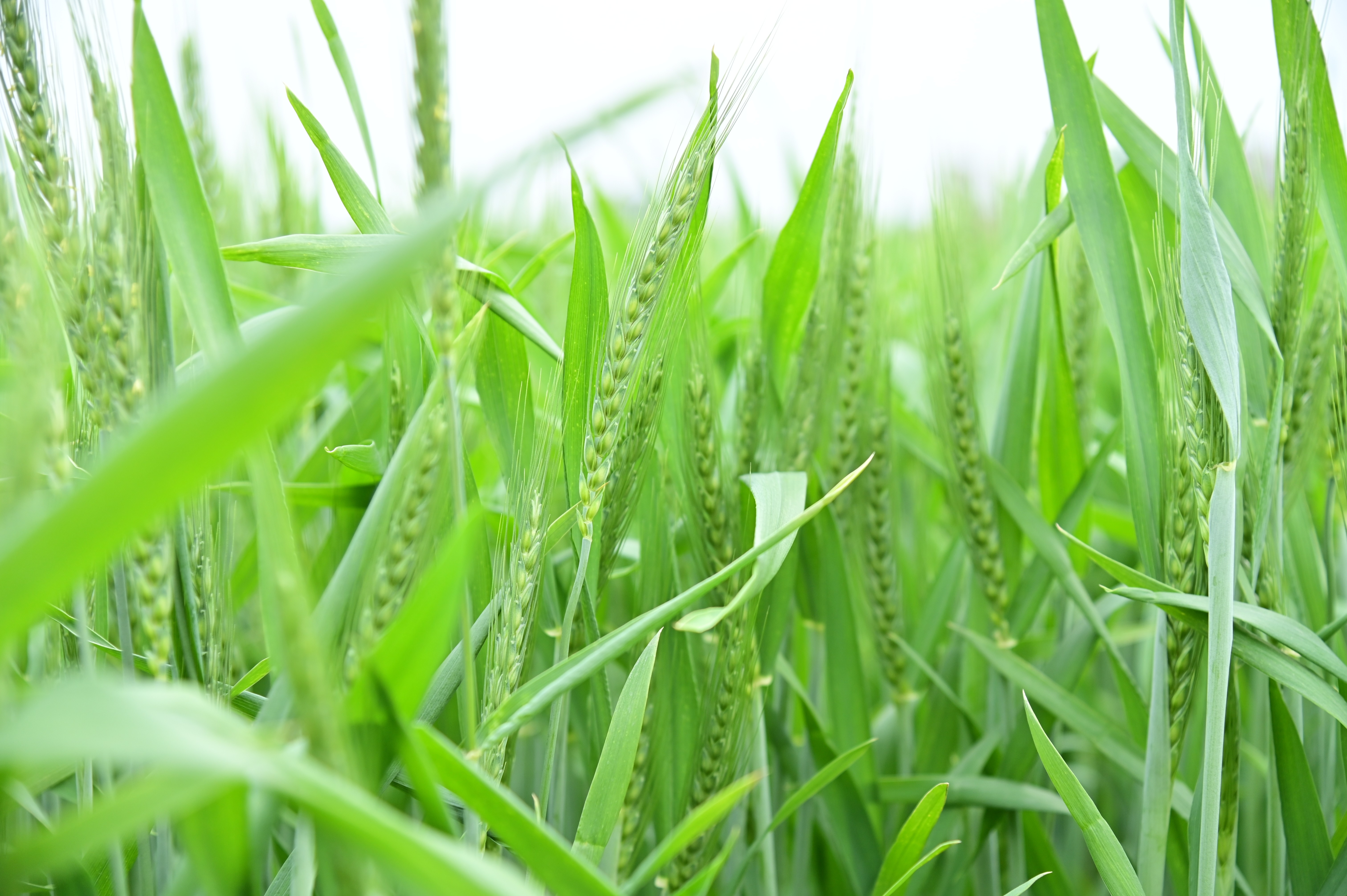 Vibrant green wheat crop growing in the field
