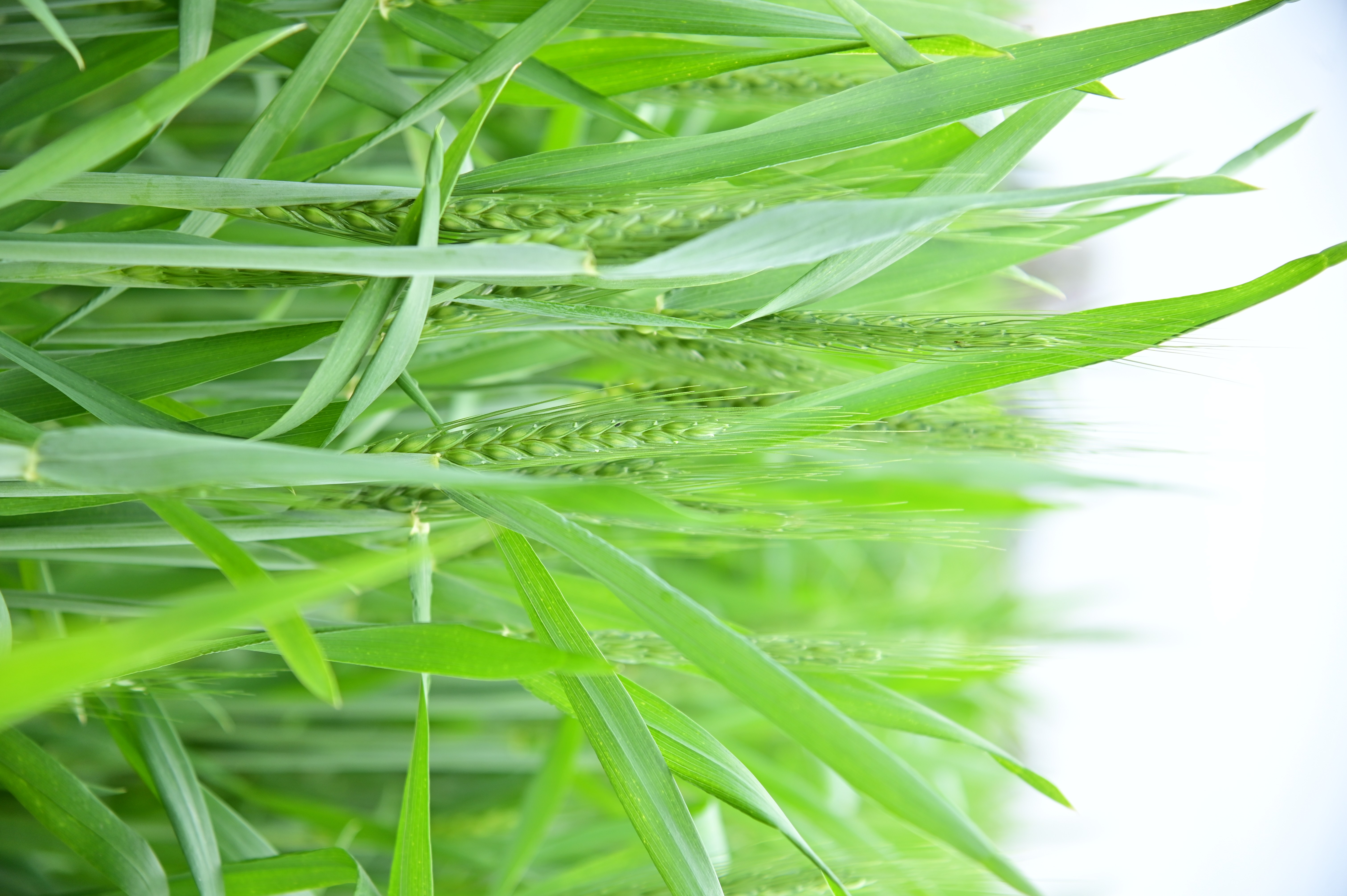 Vibrant green wheat crop growing in the field