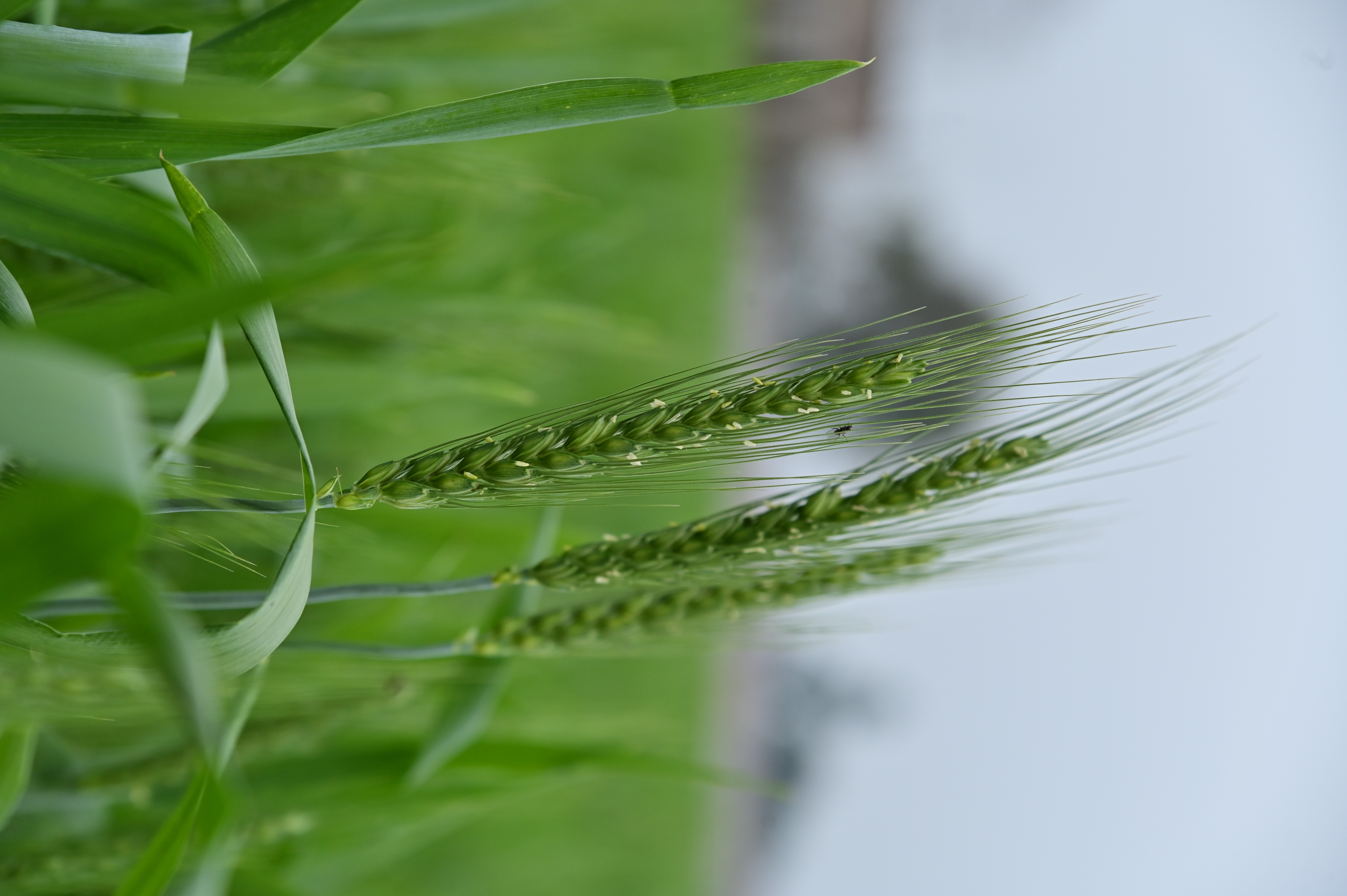 Vibrant green wheat crop growing in the field
