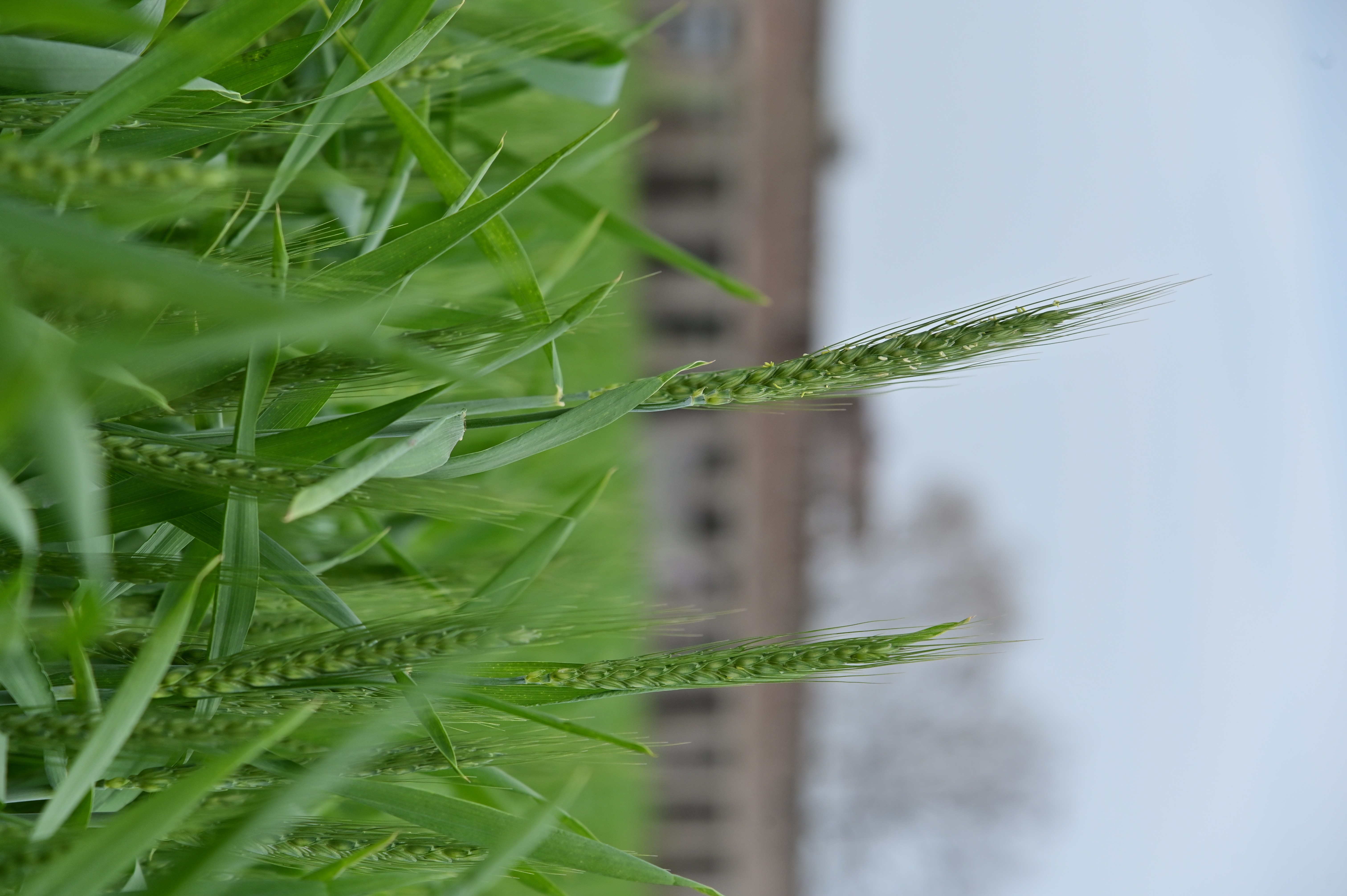 Vibrant green wheat crop growing in the field