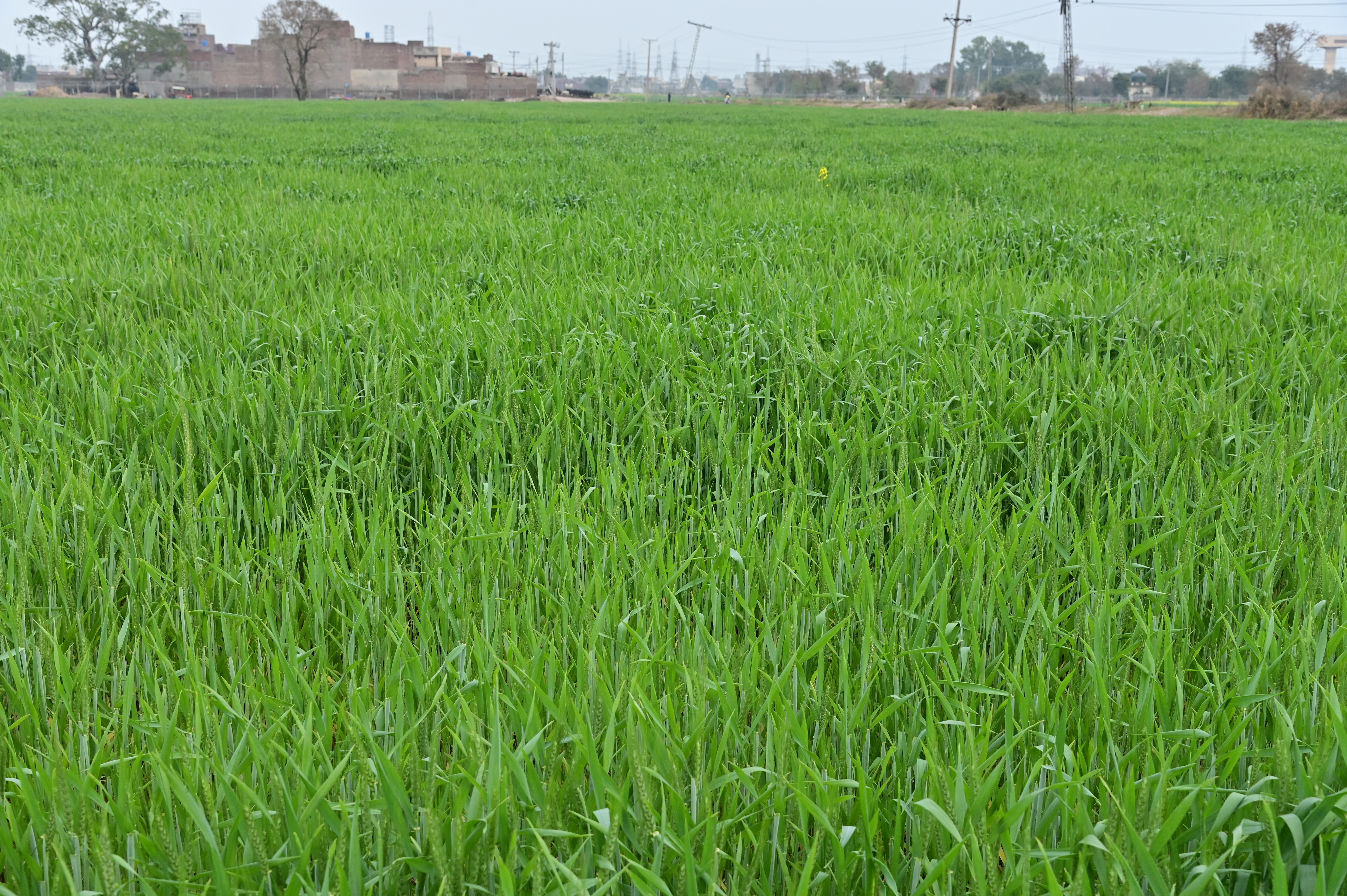 Vibrant green wheat crop growing in the field
