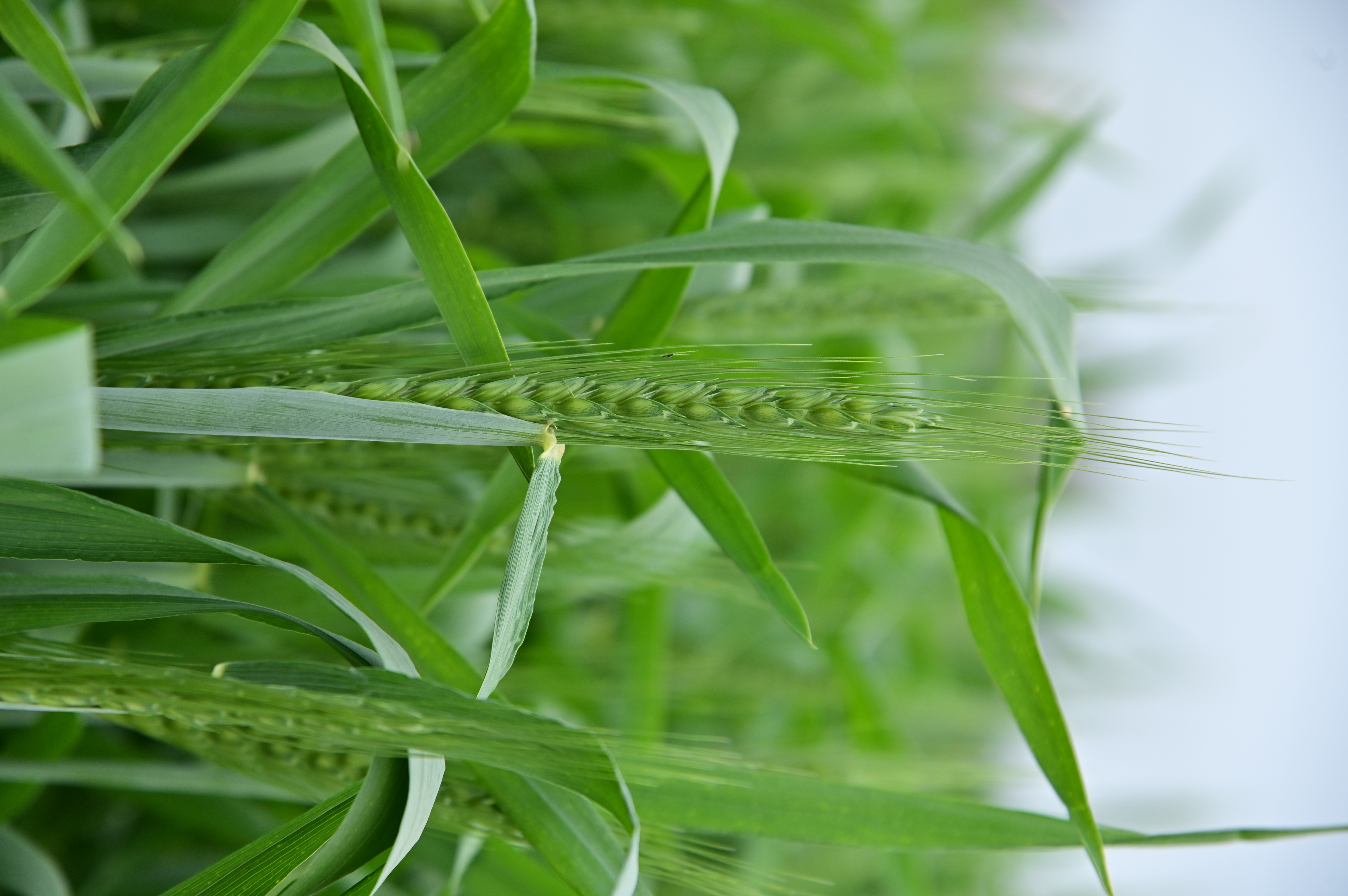 Vibrant green wheat crop growing in the field