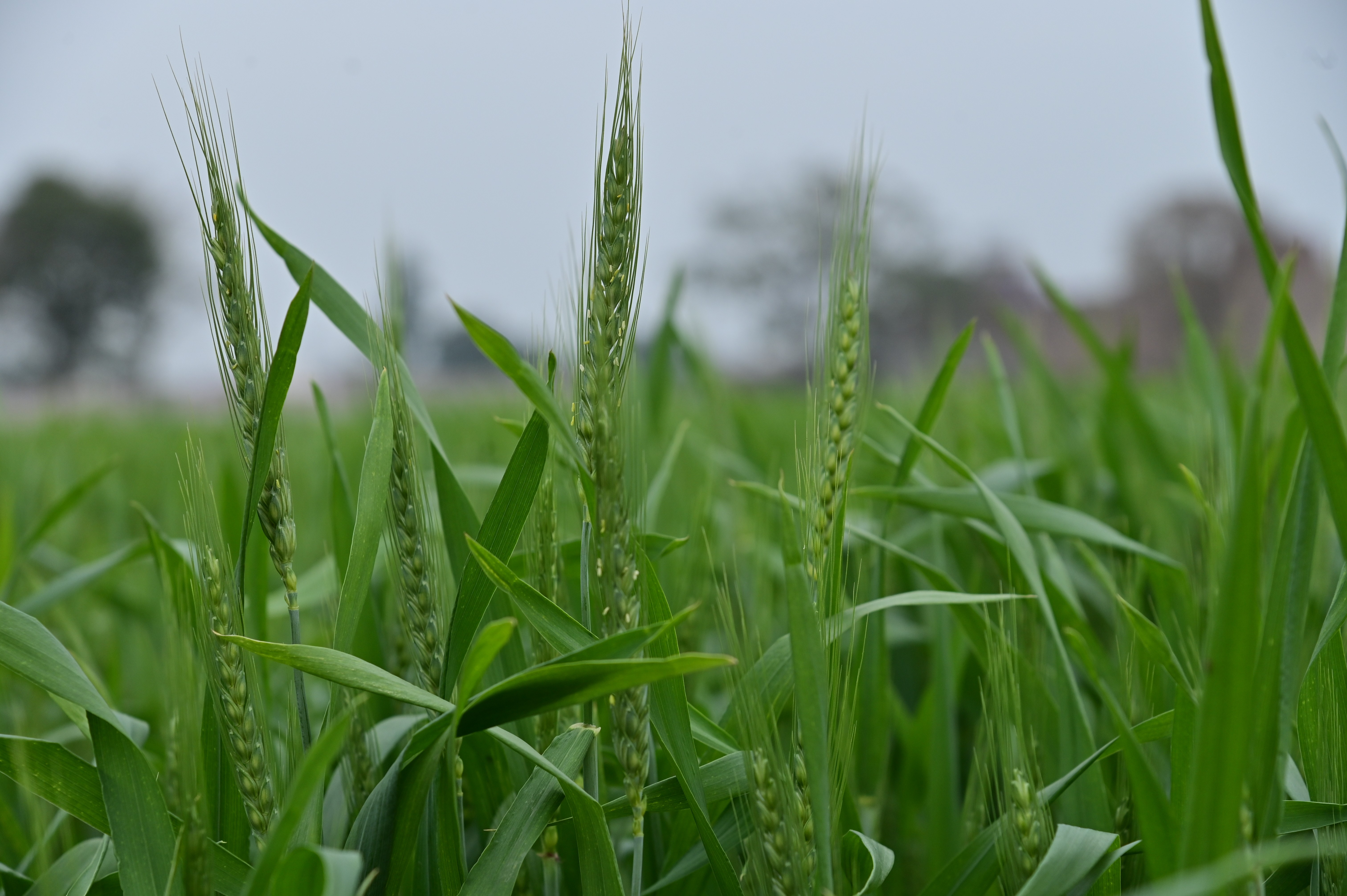 Vibrant green wheat crop growing in the field