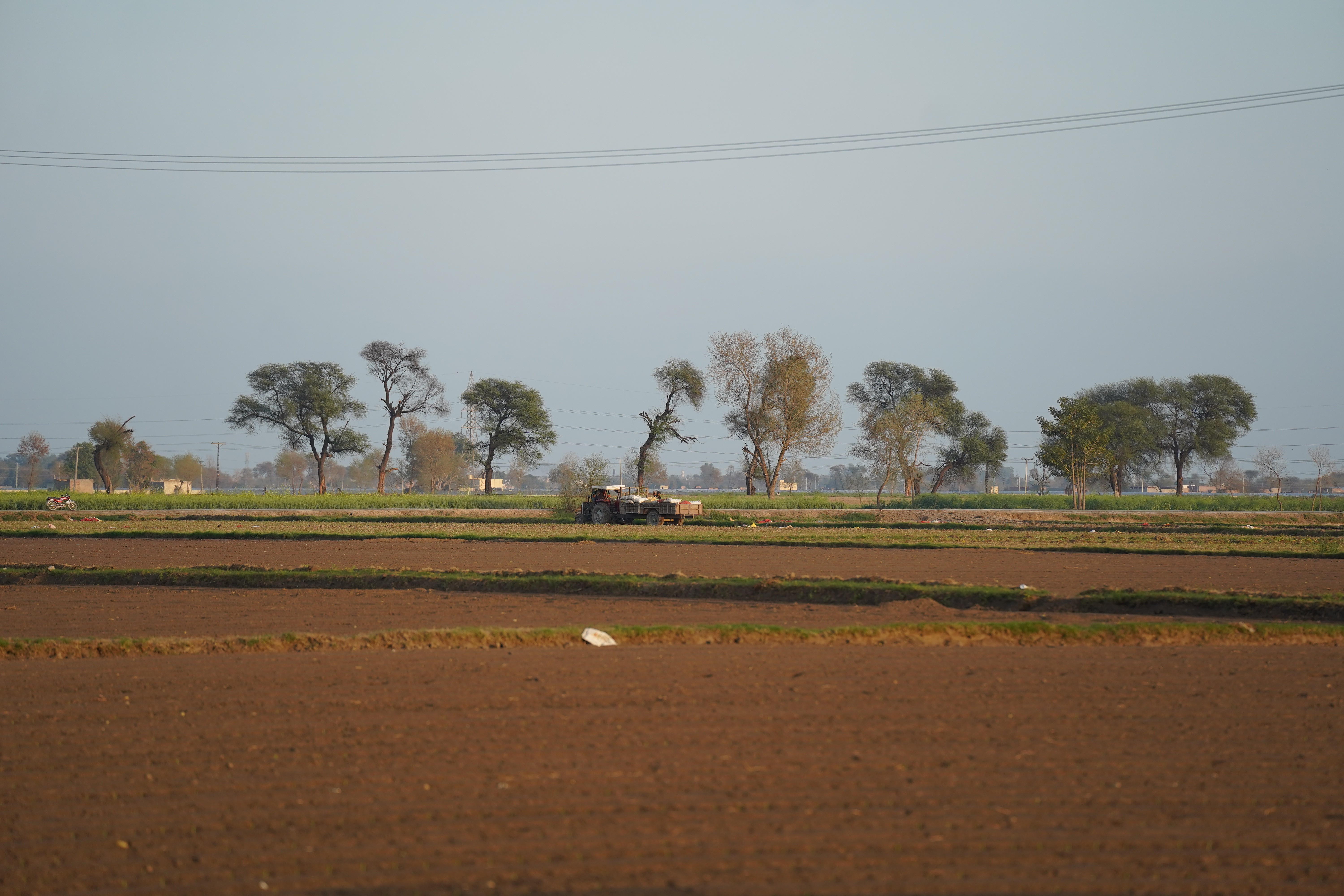 An arable land with young crops growing