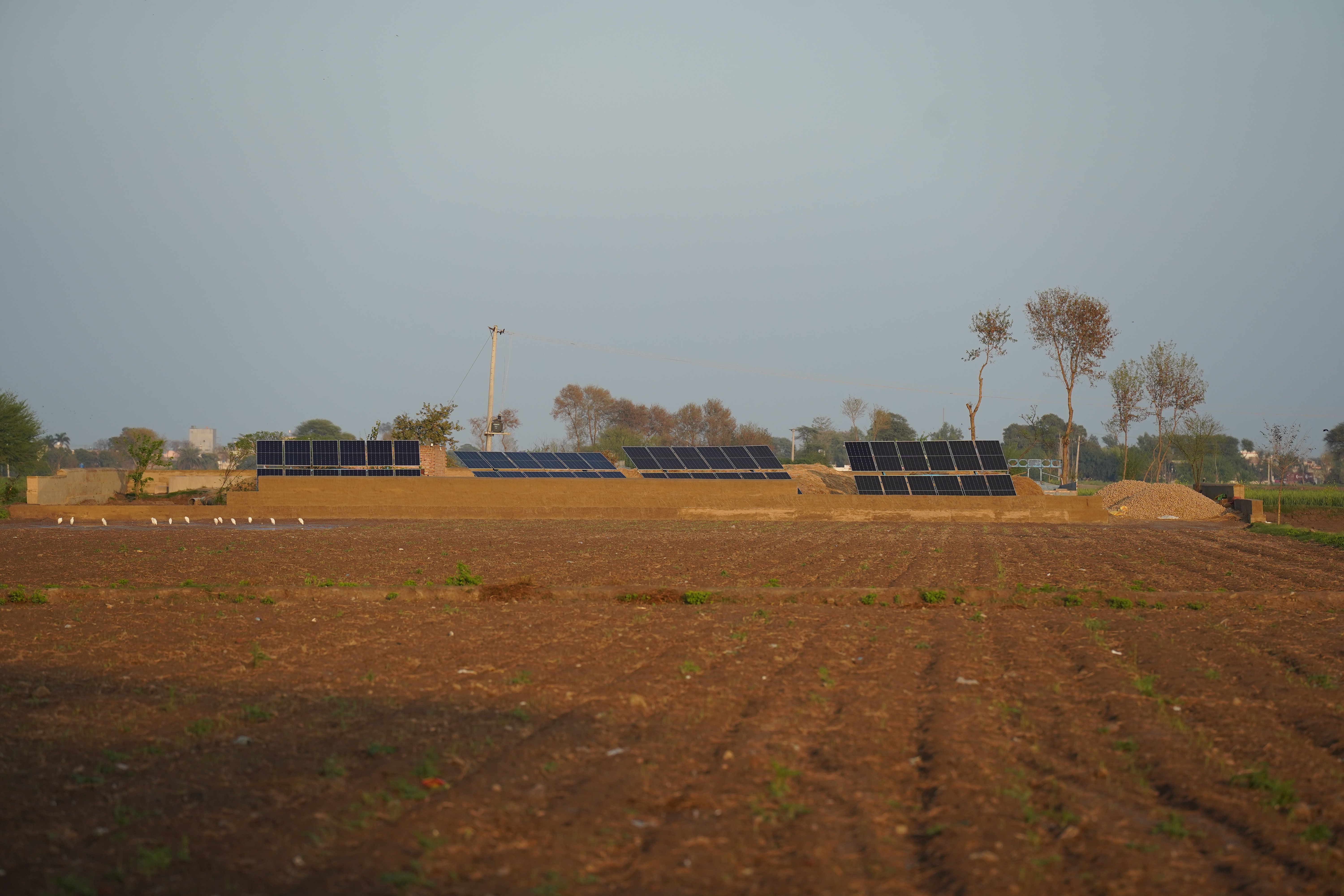 An arable land with young crops growing