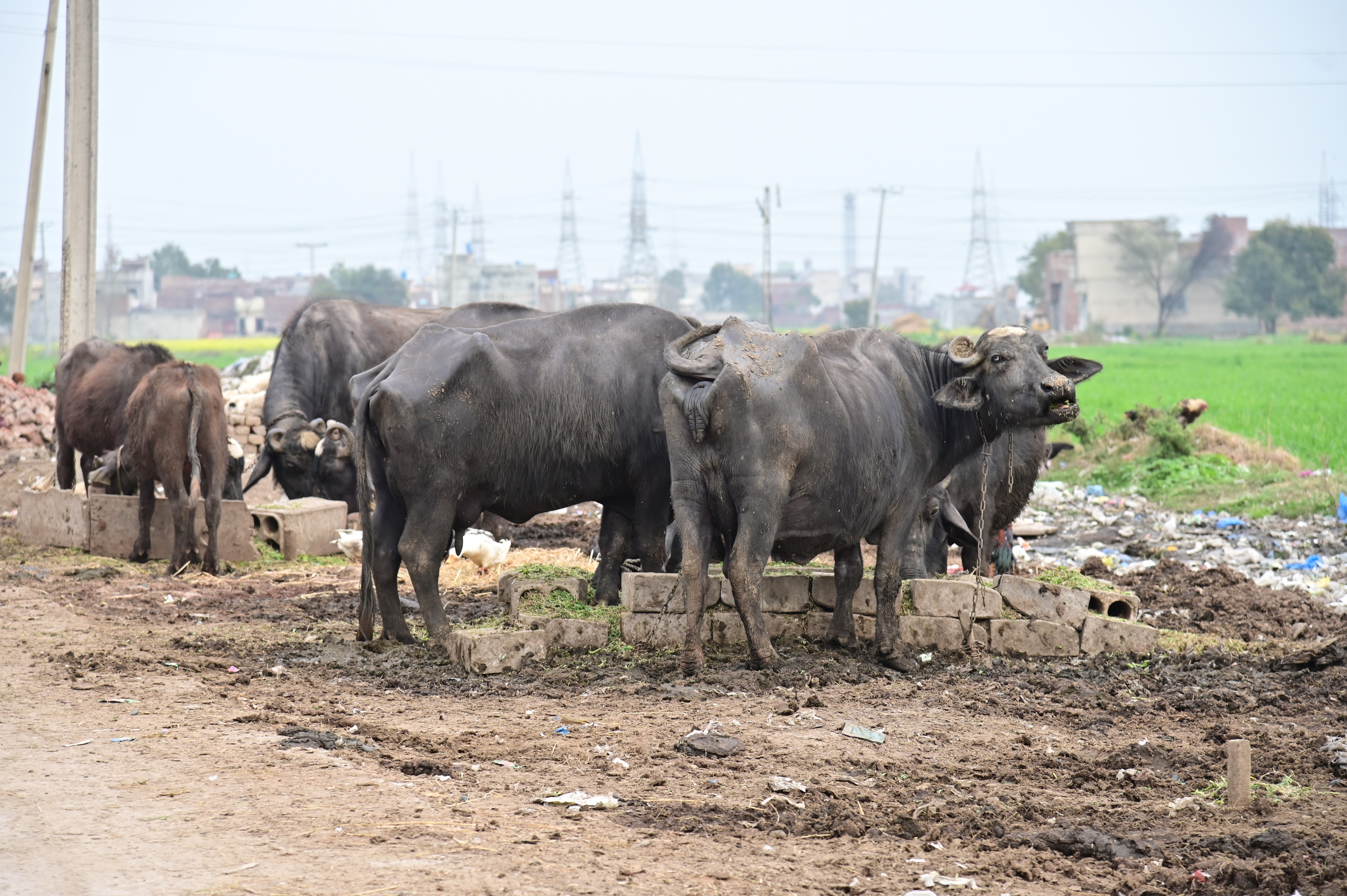 Buffaloes feeding in a village