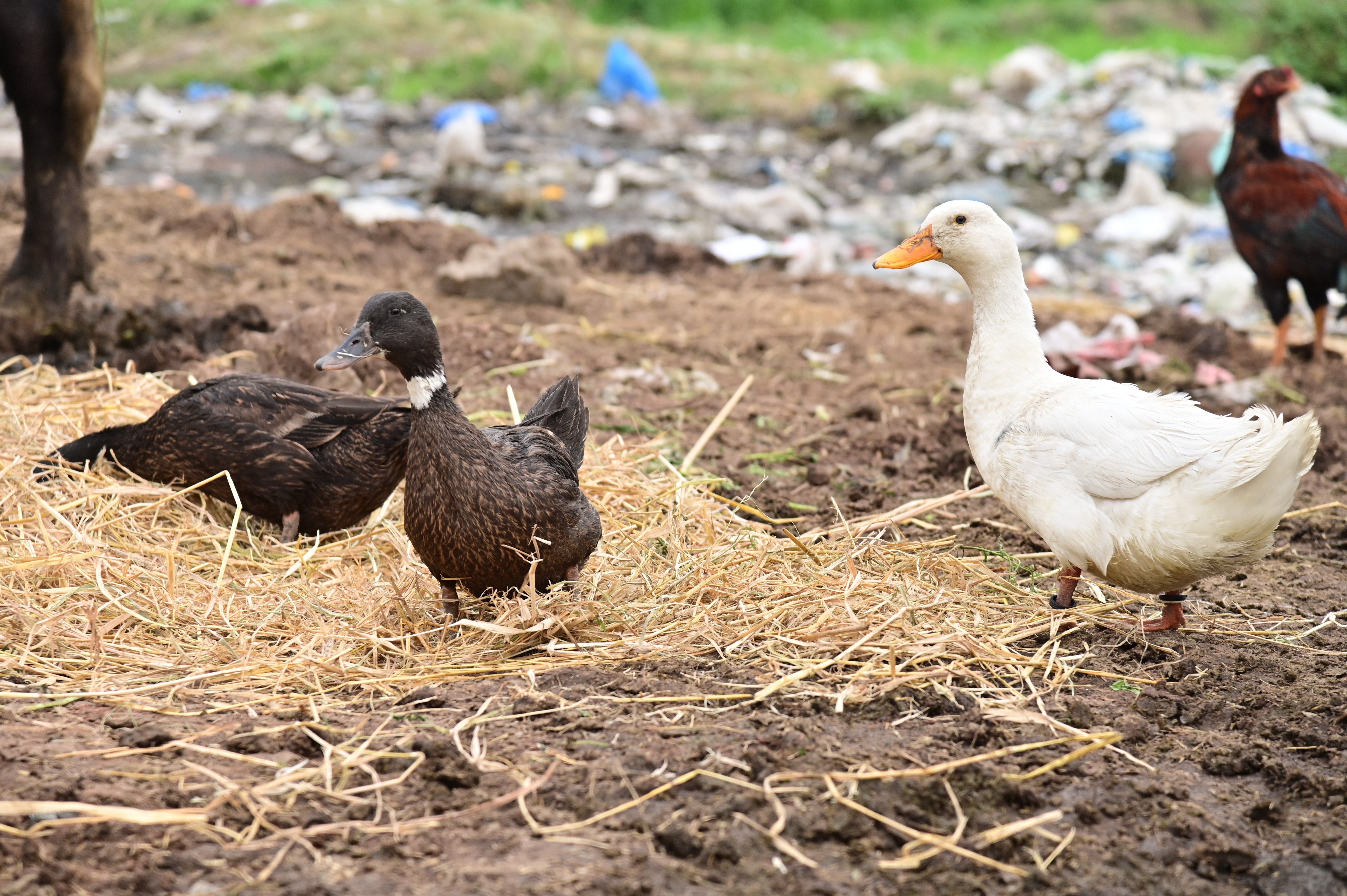 Ducks in a rural livestock farm