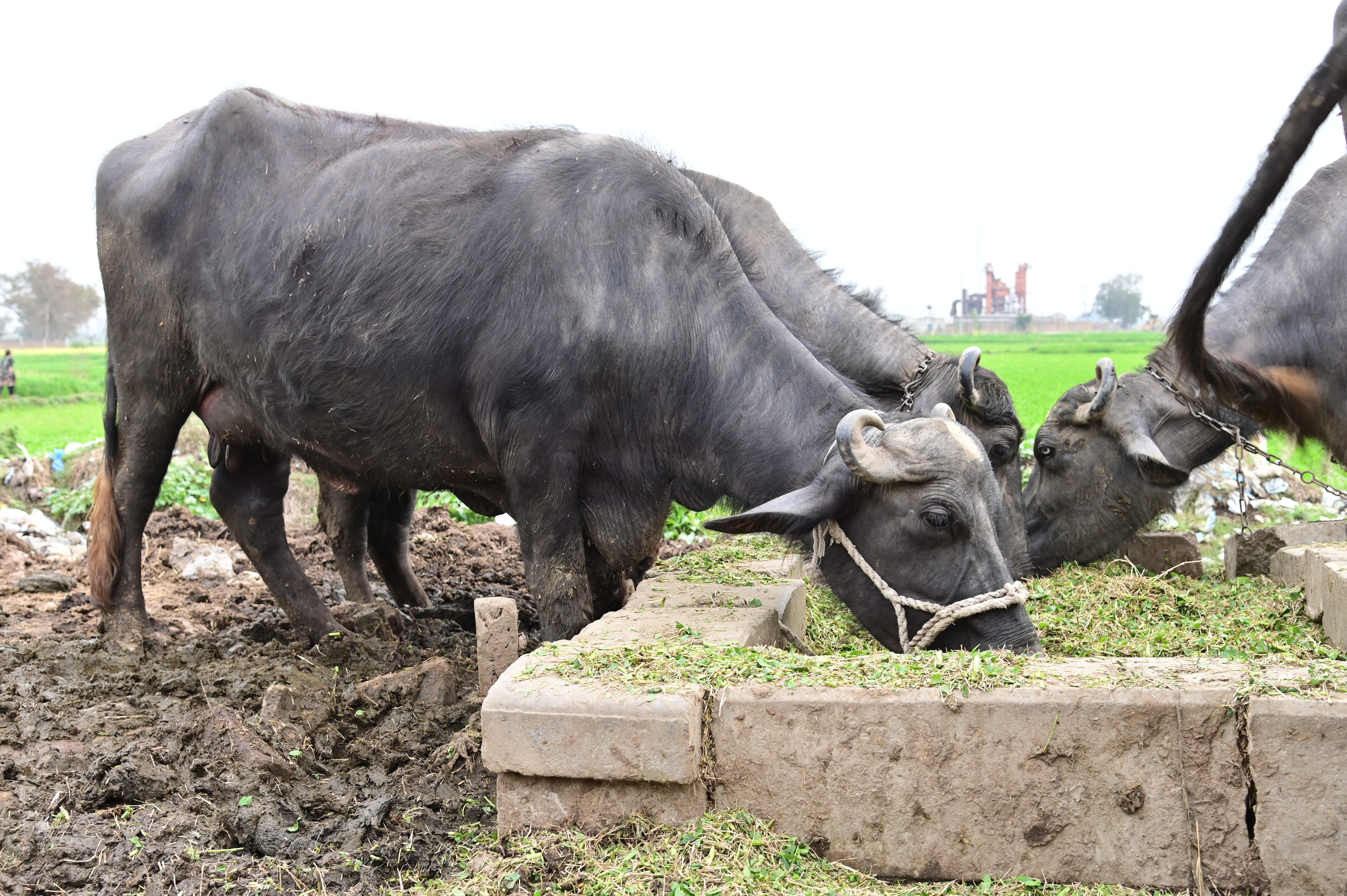 Buffaloes in a rural livestock farm